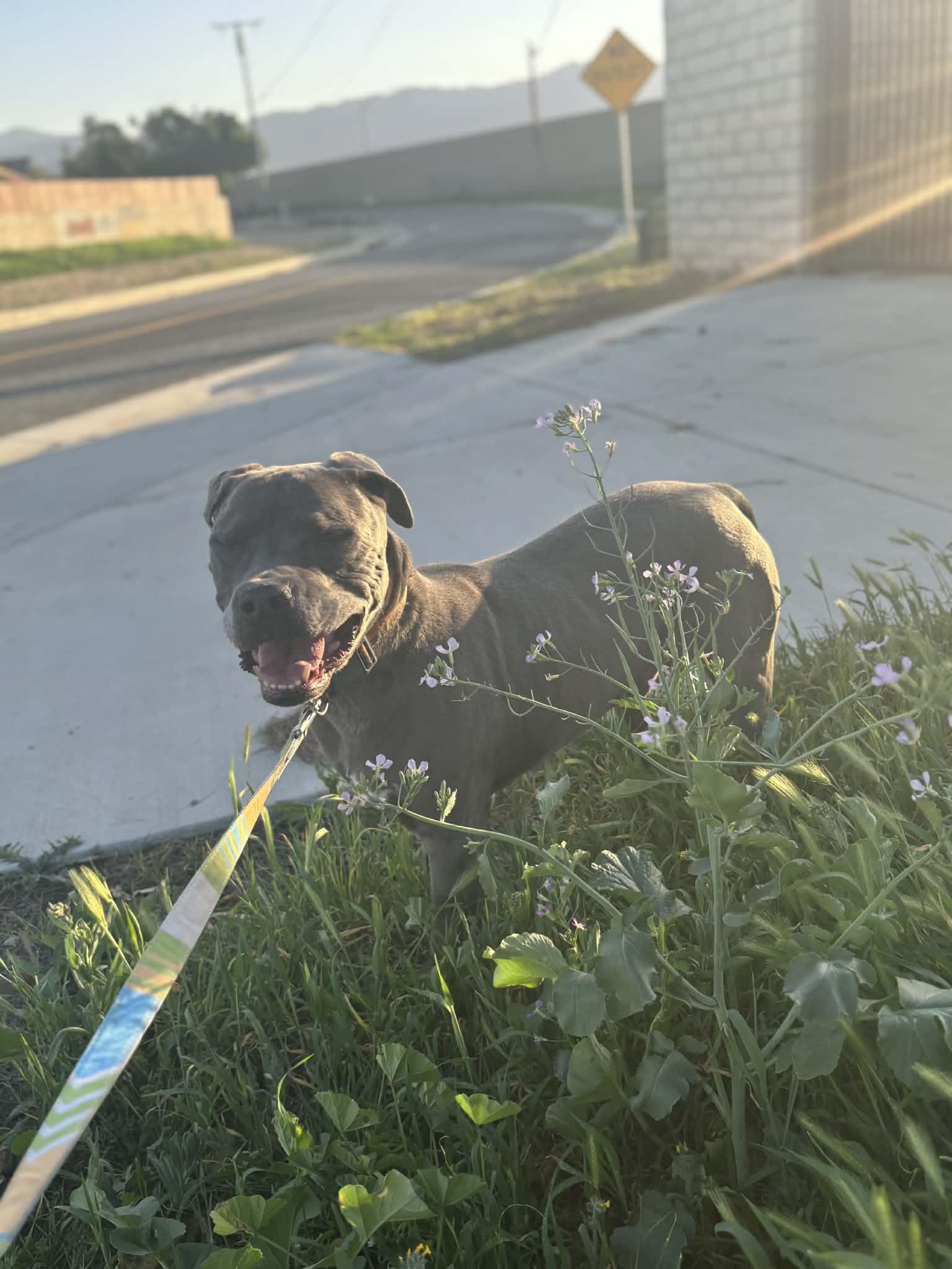 Enlarge King , a ADOPTABLE Pit Bull Terrier in Logan, UT image 6/6