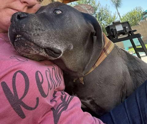 Enlarge King , a ADOPTABLE Pit Bull Terrier in Logan, UT image 2/6