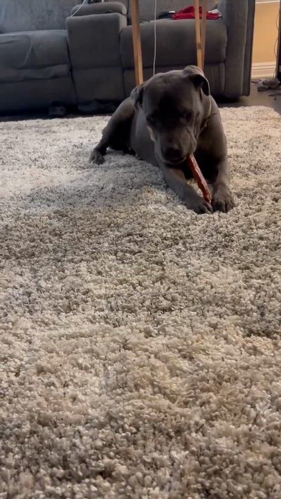 Enlarge King , a ADOPTABLE Pit Bull Terrier in Logan, UT video 4/6