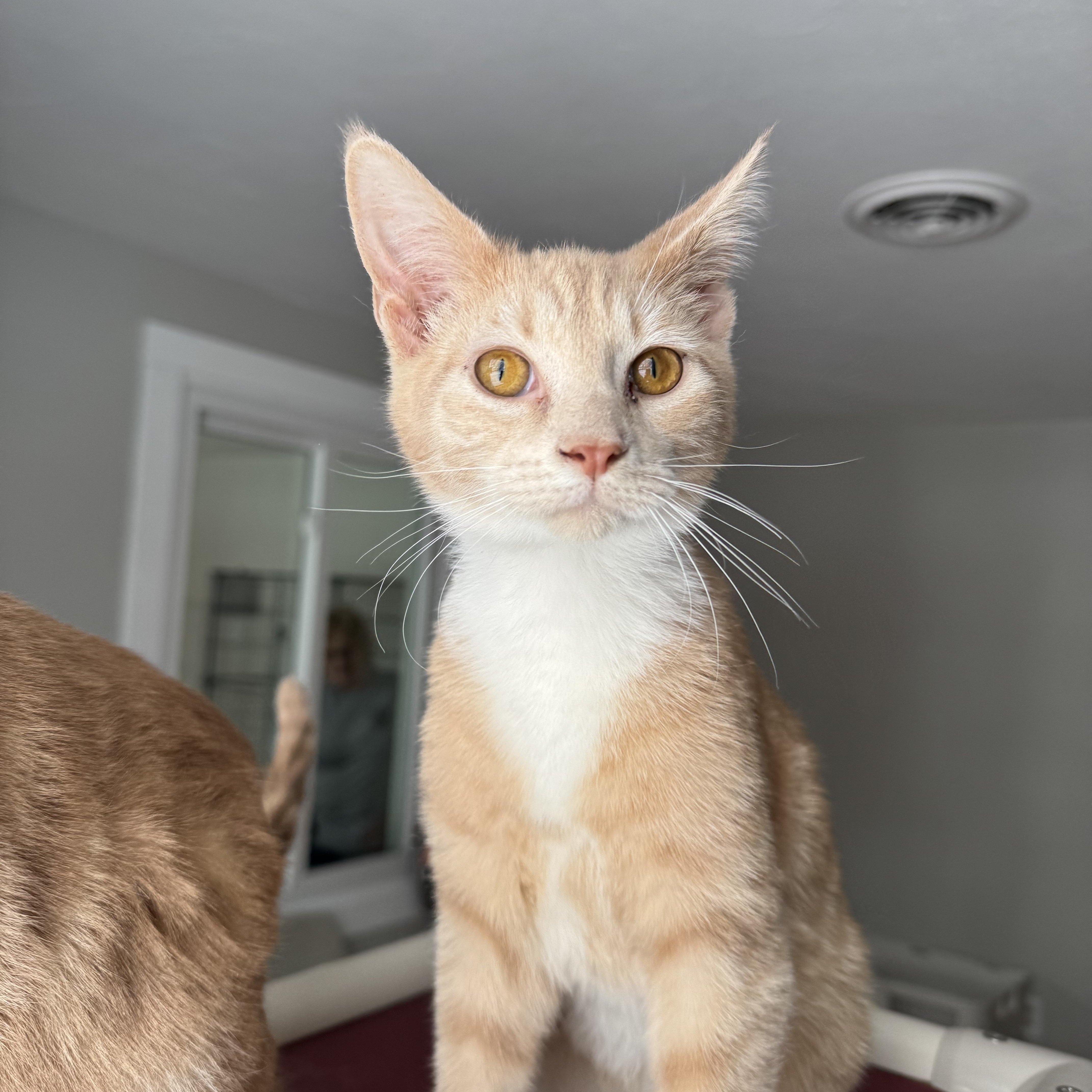 Enlarge Brock, an adopted Domestic Short Hair in Salem, OH image 1/1