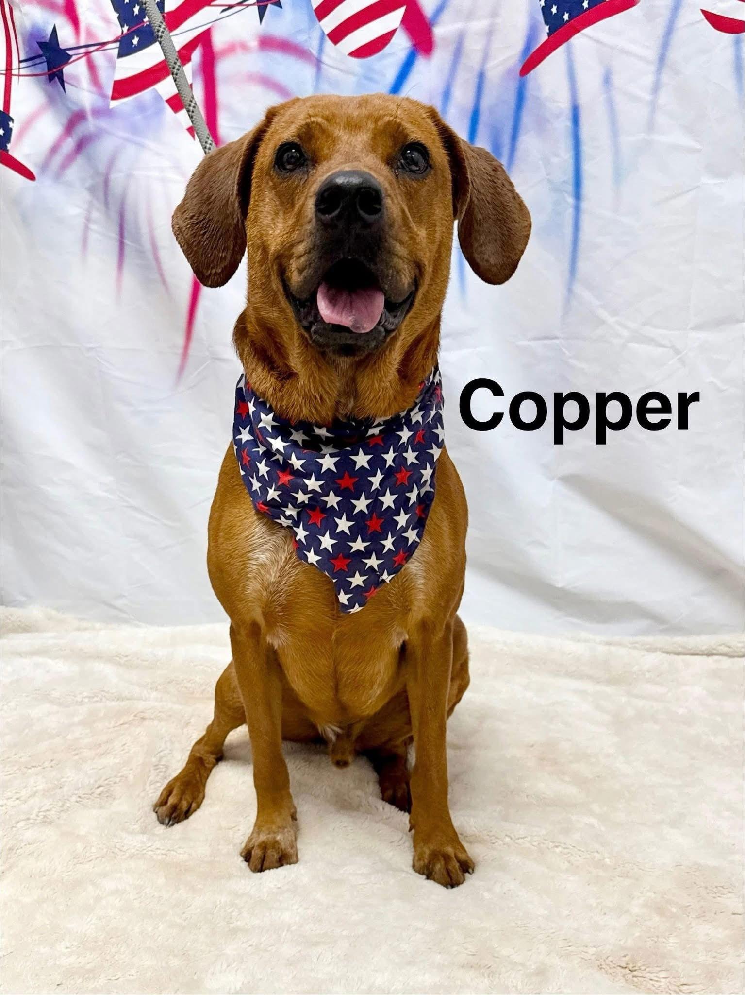 Copper, Adopted, Young Male Australian Cattle Dog / Blue Heeler.