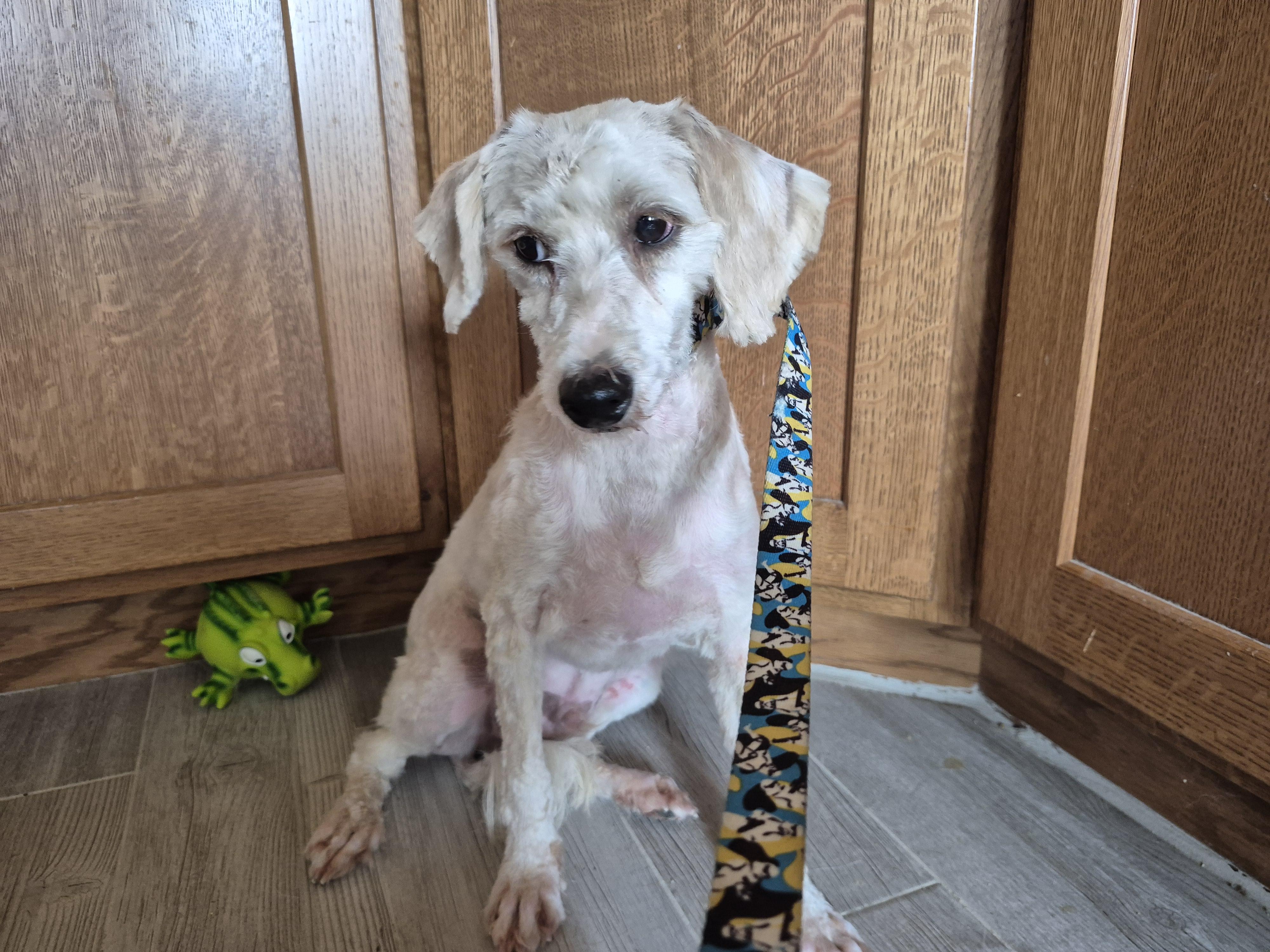 Enlarge SETH, a Adoptable Goldendoodle in Sardinia, OH image 6/6