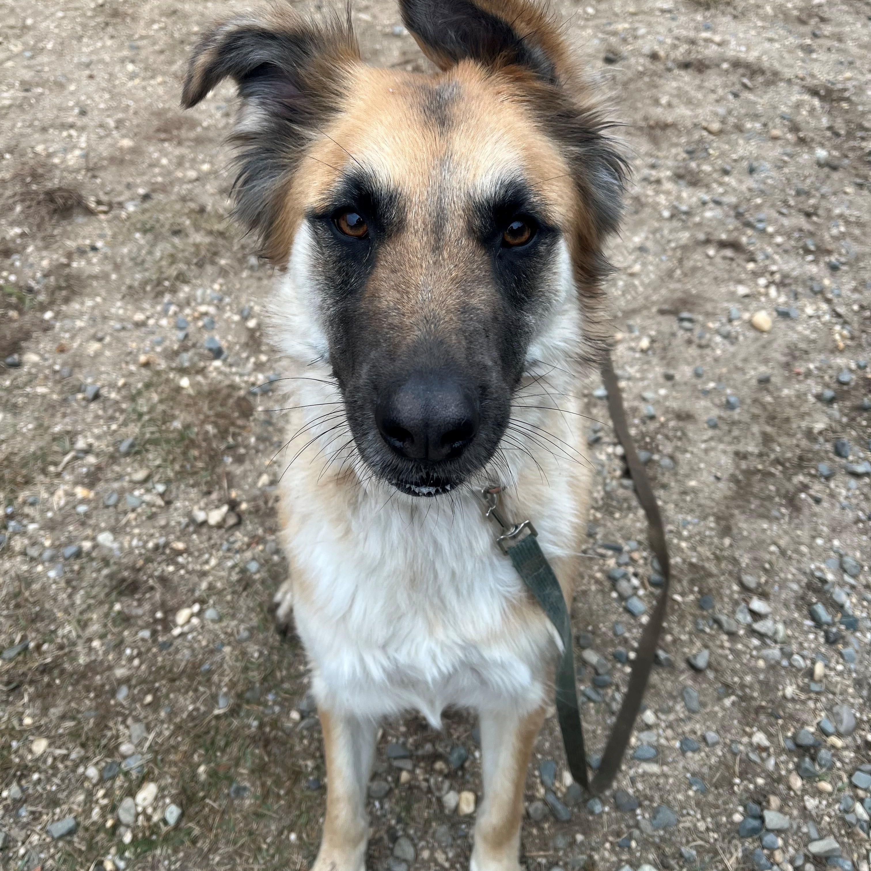 Enlarge Goldie, a Adopted mixed breed in East Northport, NY image 1/1