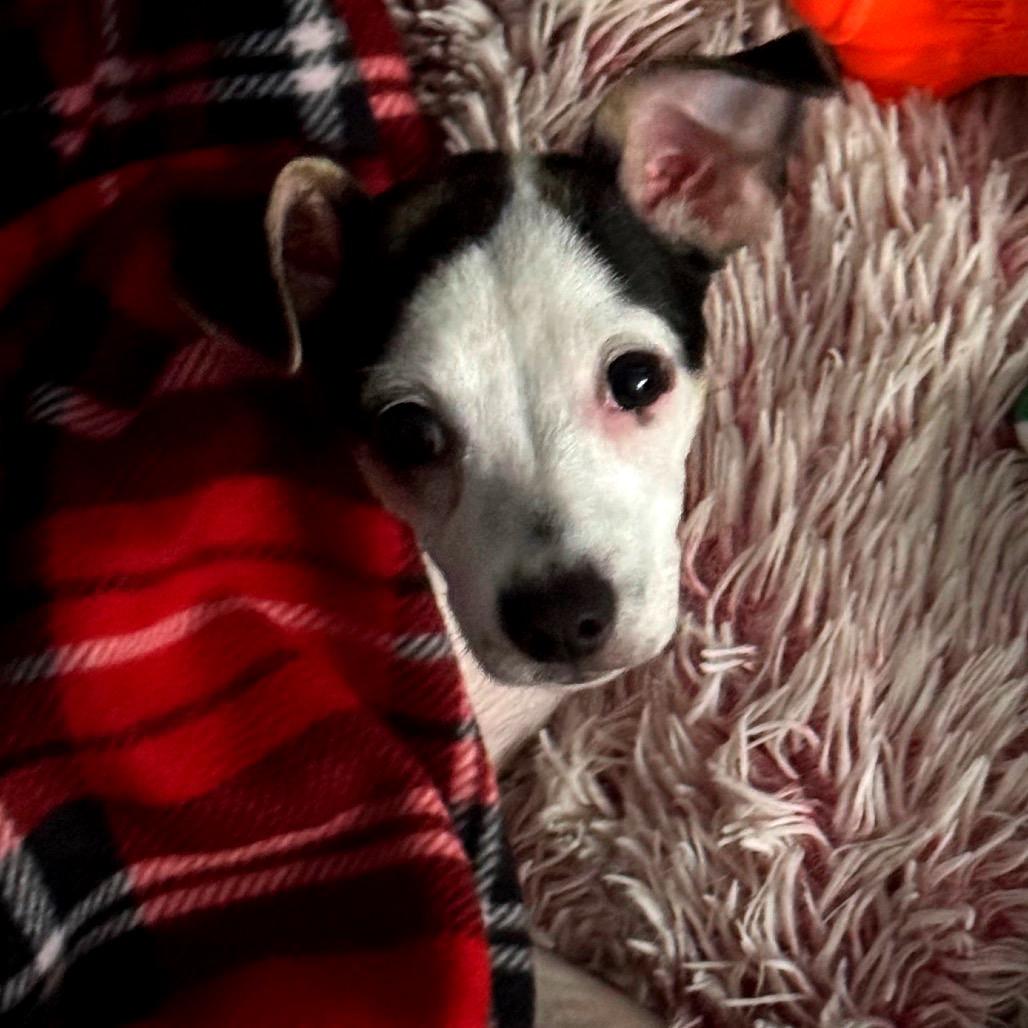 Enlarge Sweetpea, a Adoptable mixed breed in North Port, FL image 1/6