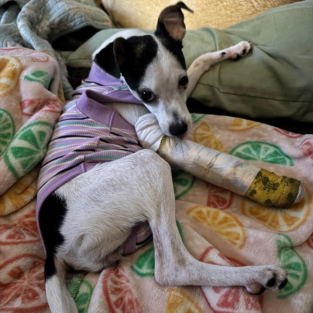 Enlarge Sweetpea, a Adoptable mixed breed in North Port, FL image 3/6