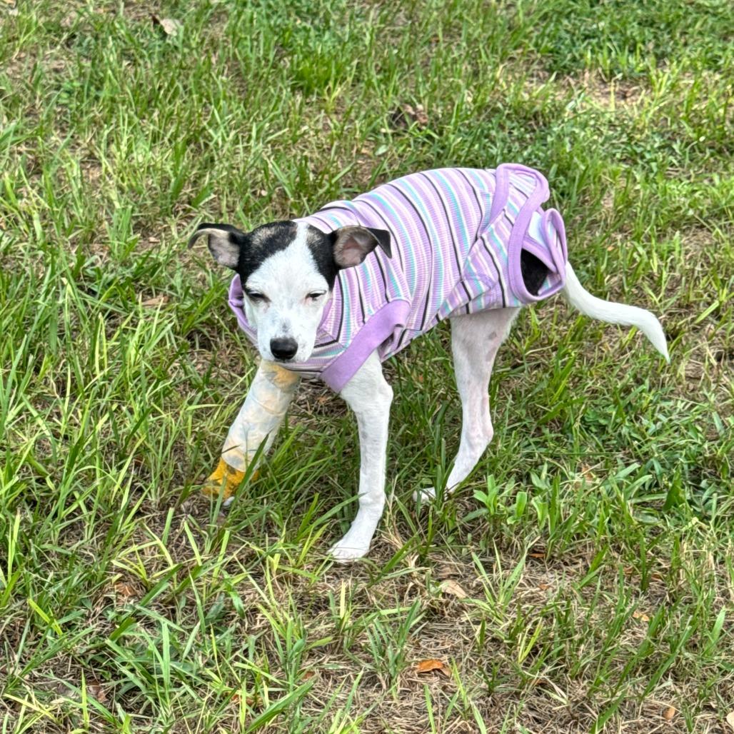 Enlarge Sweetpea, a Adoptable mixed breed in North Port, FL image 4/6