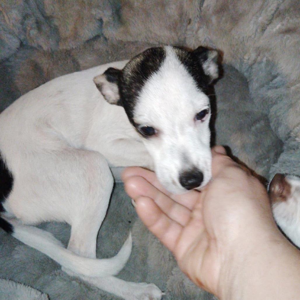 Enlarge Sweetpea, a Adoptable mixed breed in North Port, FL image 6/6