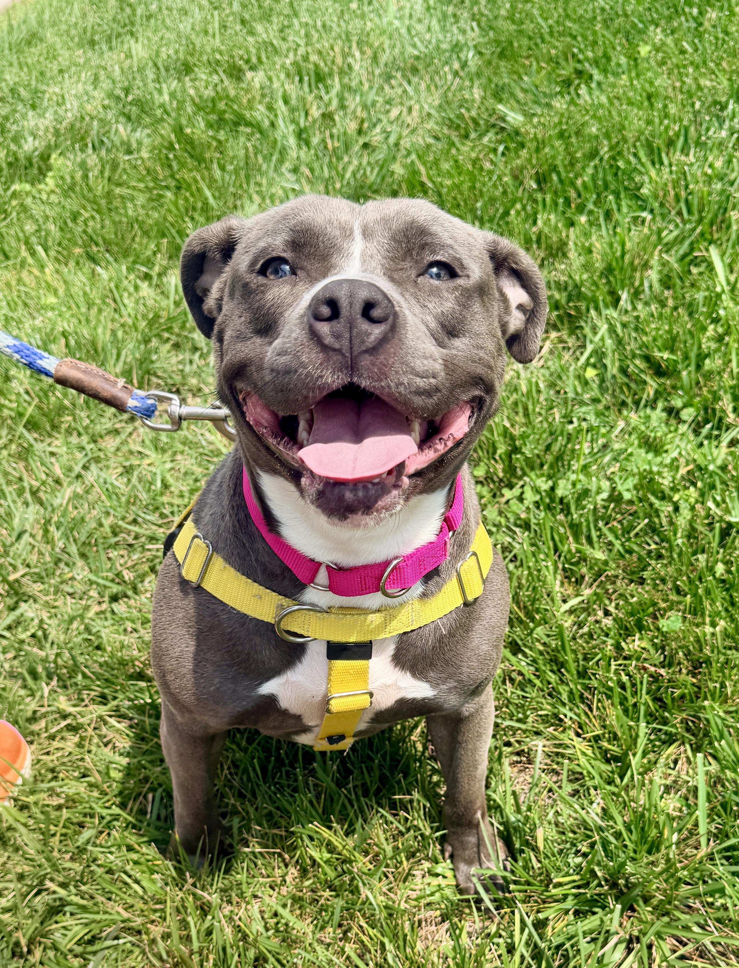 Dibs, Adopted, Adult Female American Staffordshire Terrier.