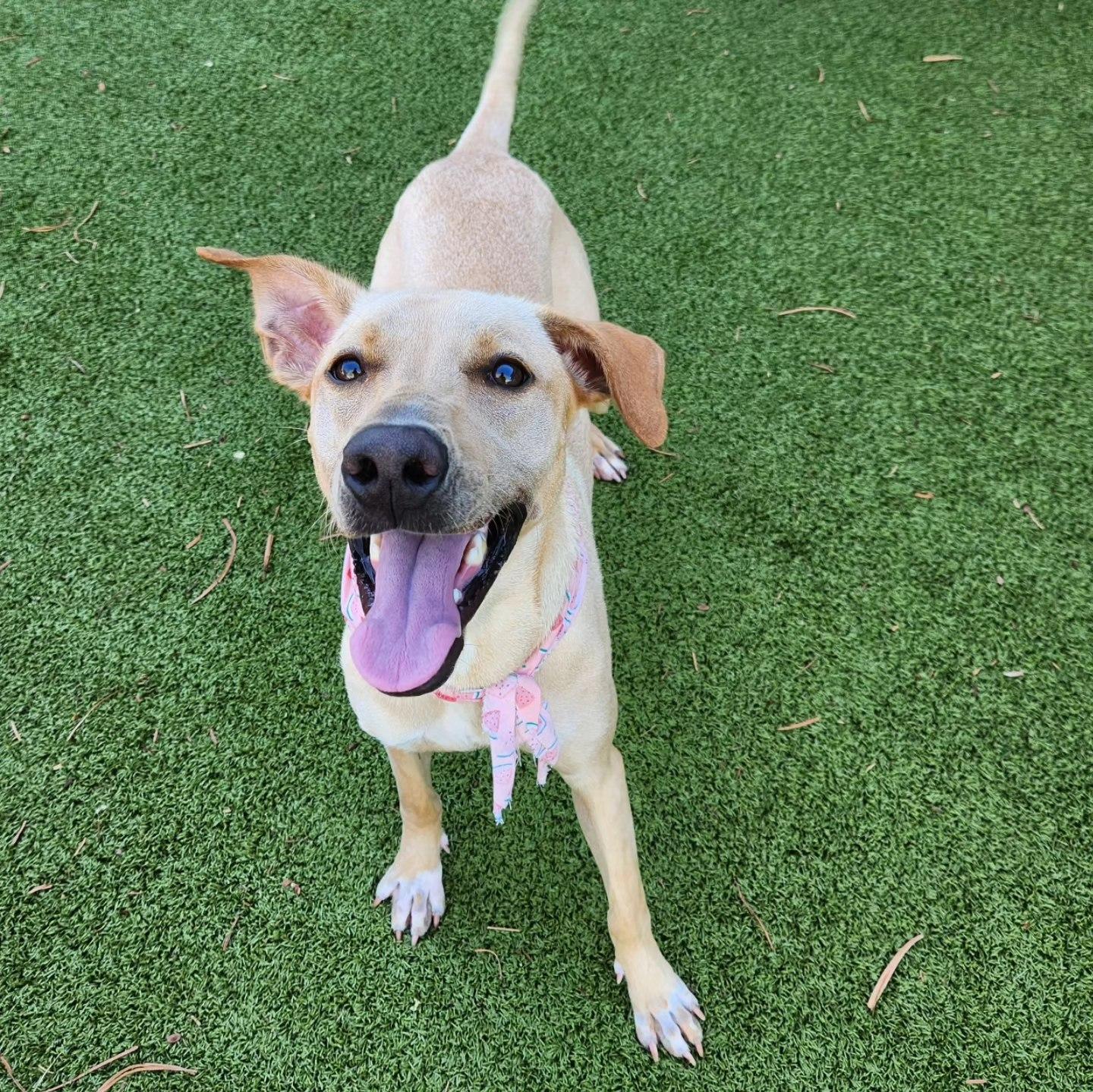 Cucumber, a Adopted Mixed Breed in Phoenix, AZ image 3/5