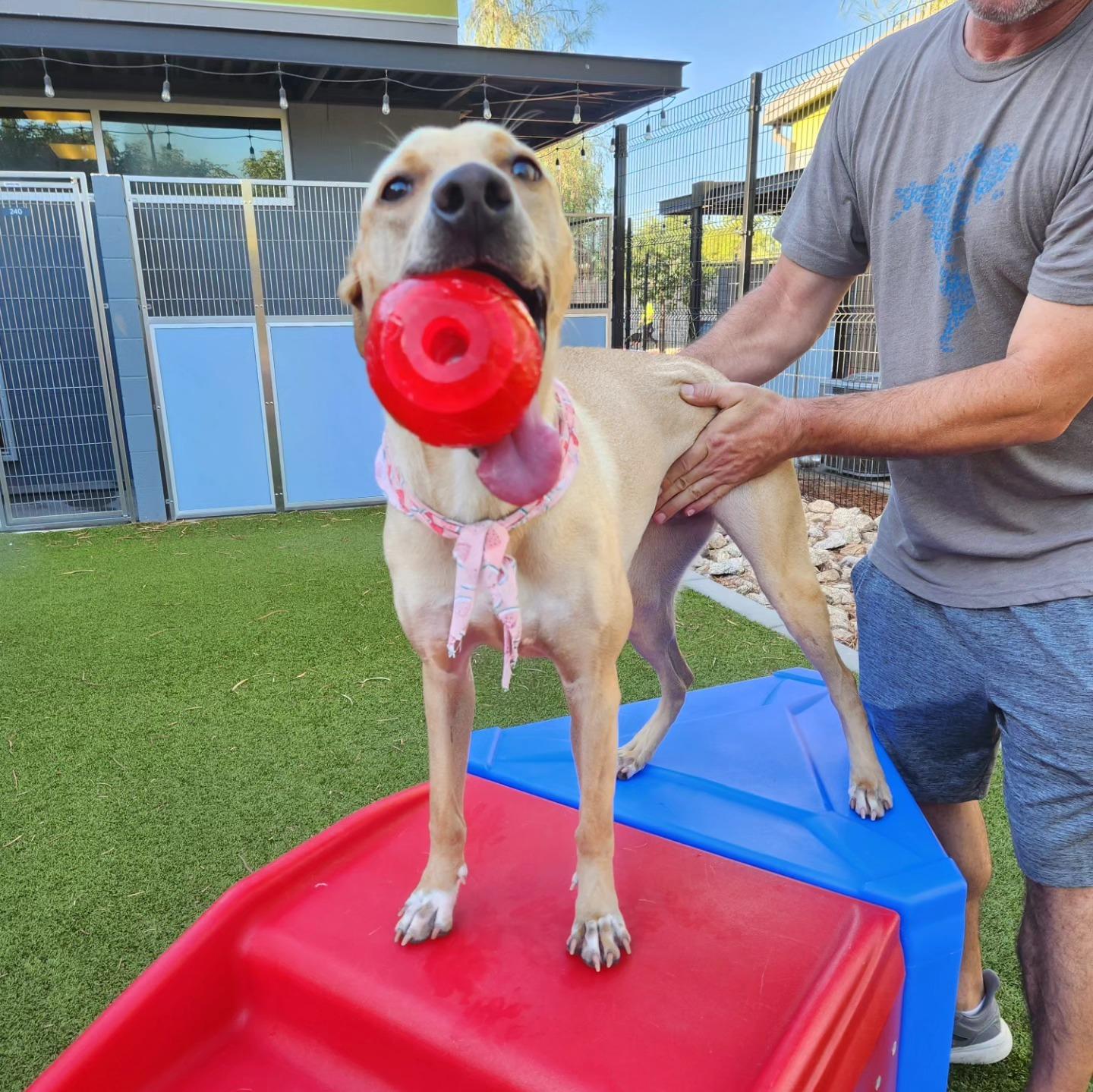 Cucumber, a Adopted Mixed Breed in Phoenix, AZ image 4/5