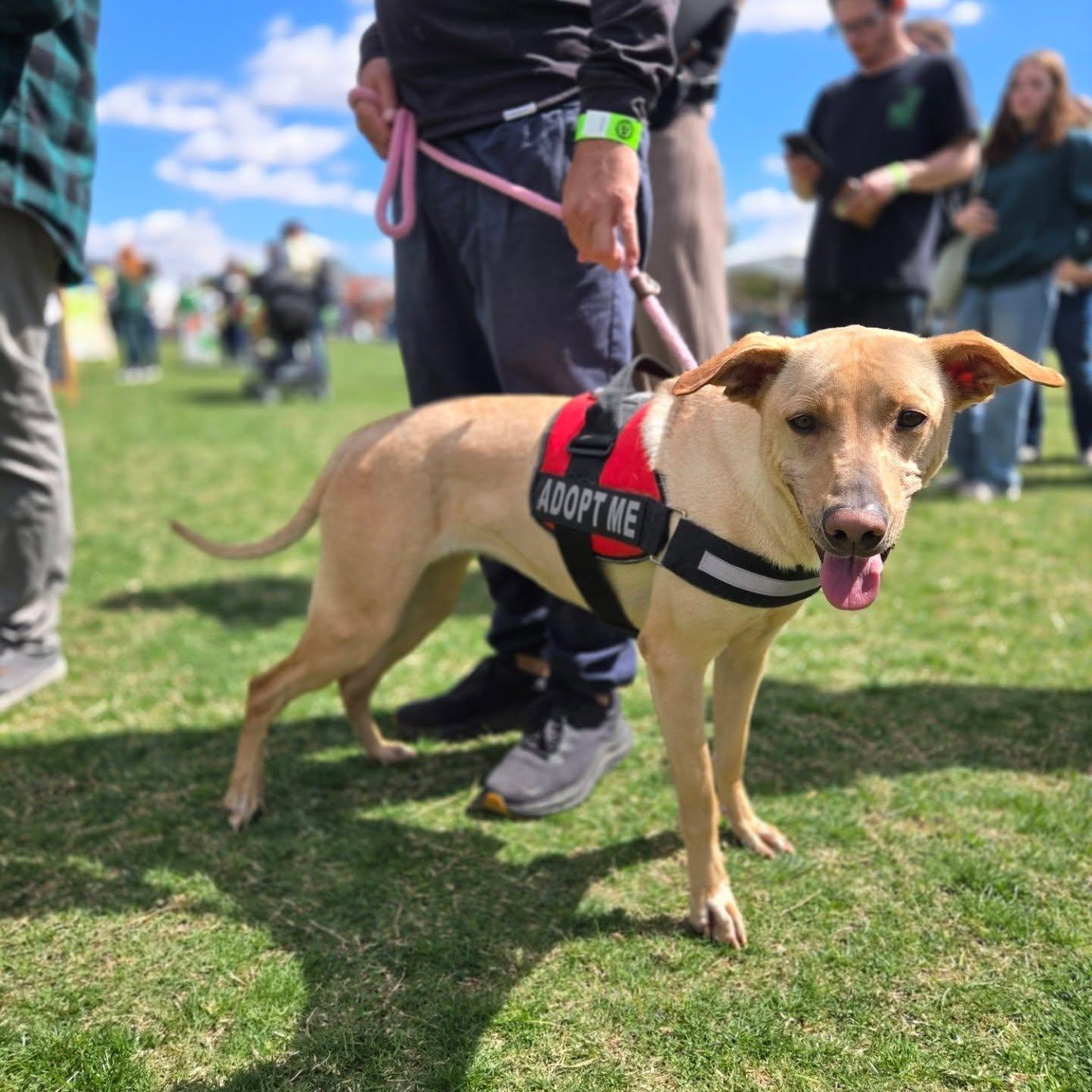 Cucumber, a Adopted Mixed Breed in Phoenix, AZ image 1/5