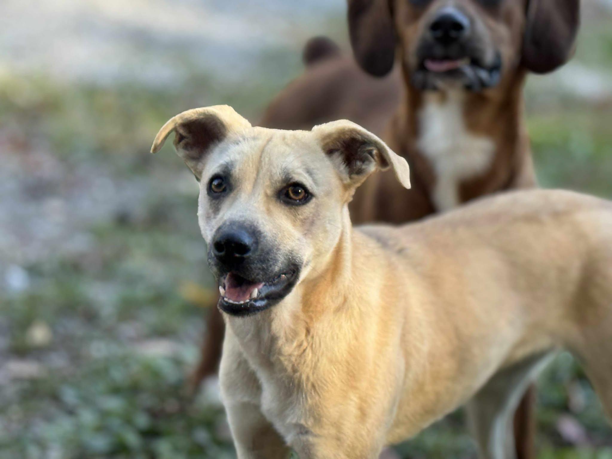 Harvest, Adoptable, Young Female Mixed Breed.