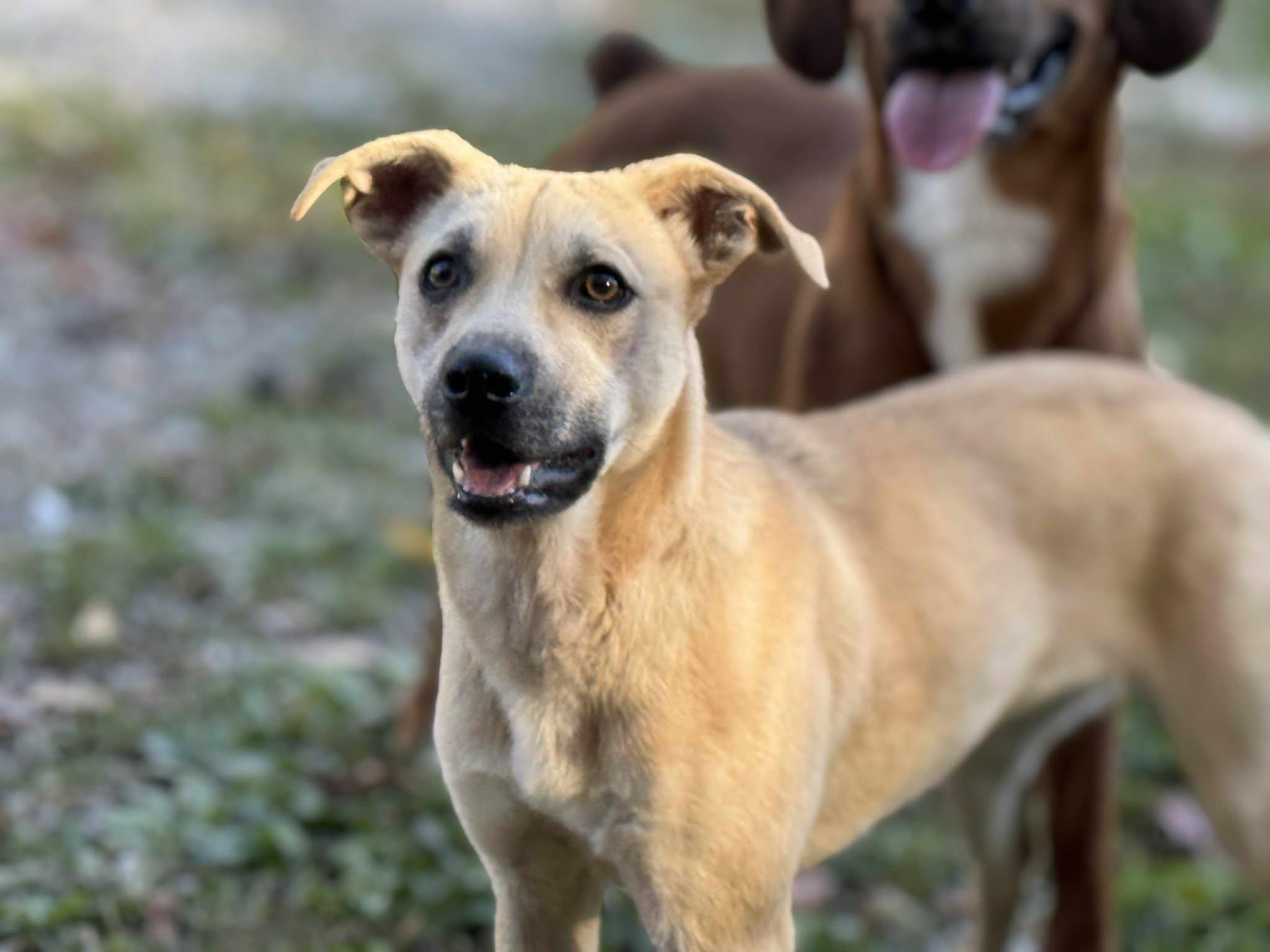 Enlarge Harvest (fully sponsored), a other mixed breed in Leitchfield, KY image 2/3