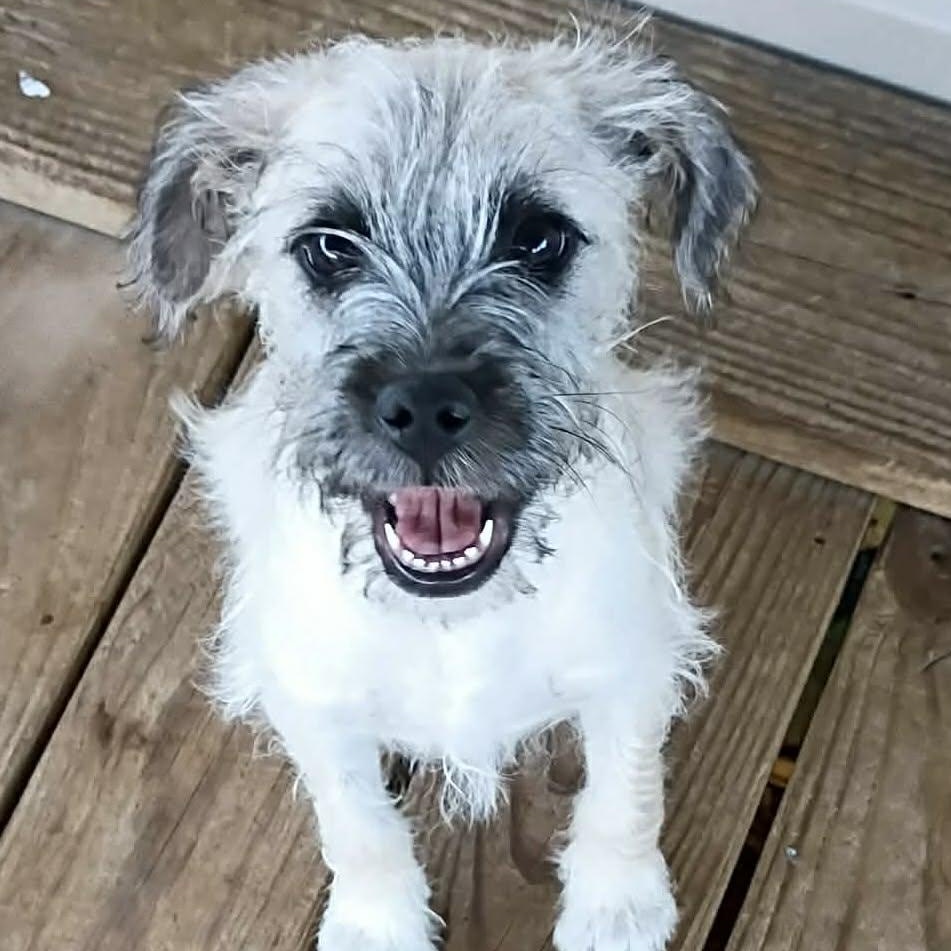 Royal, ADOPTABLE, Puppy Male Terrier.