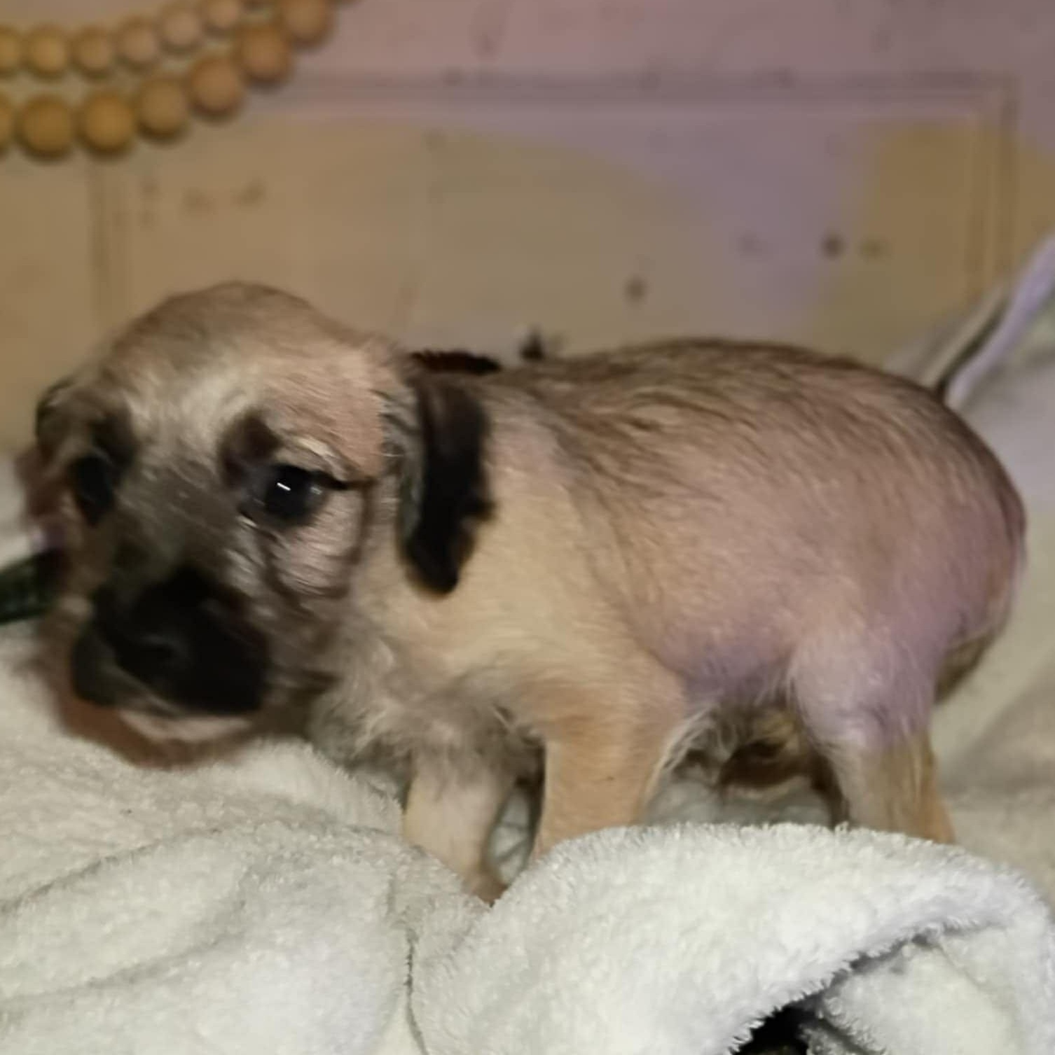 Enlarge Royal, a ADOPTABLE mixed breed in Windsor, ON image 3/3