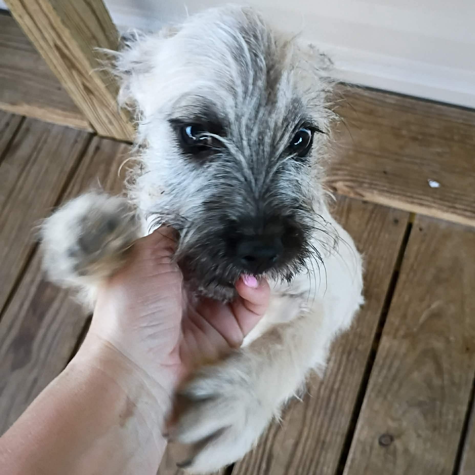 Enlarge Royal, a ADOPTABLE mixed breed in Windsor, ON image 2/6