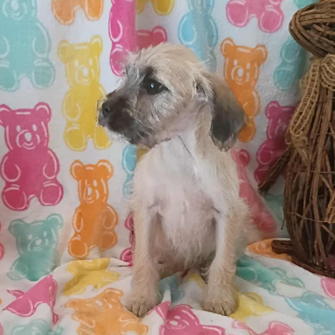 Enlarge Royal, a ADOPTABLE mixed breed in Windsor, ON image 3/6