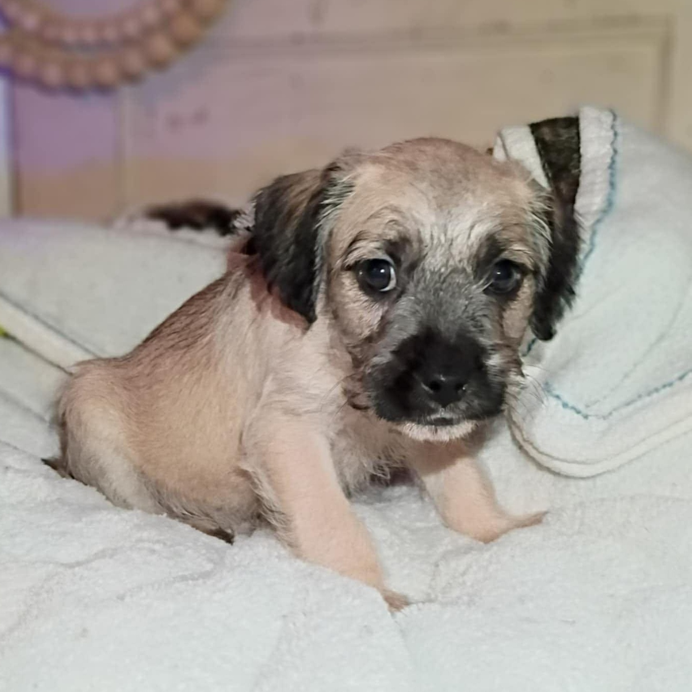 Enlarge Royal, a ADOPTABLE mixed breed in Windsor, ON image 1/3