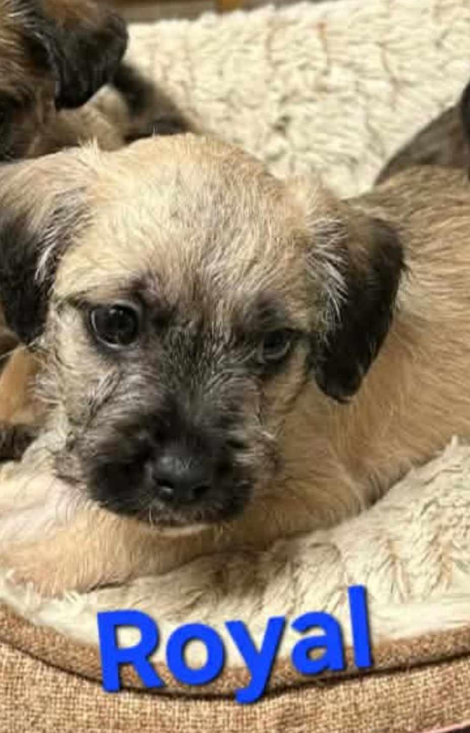 Enlarge Royal, a ADOPTABLE mixed breed in Windsor, ON image 2/3