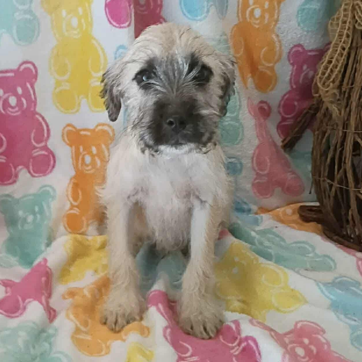 Royal, ADOPTABLE, Puppy Male Terrier.