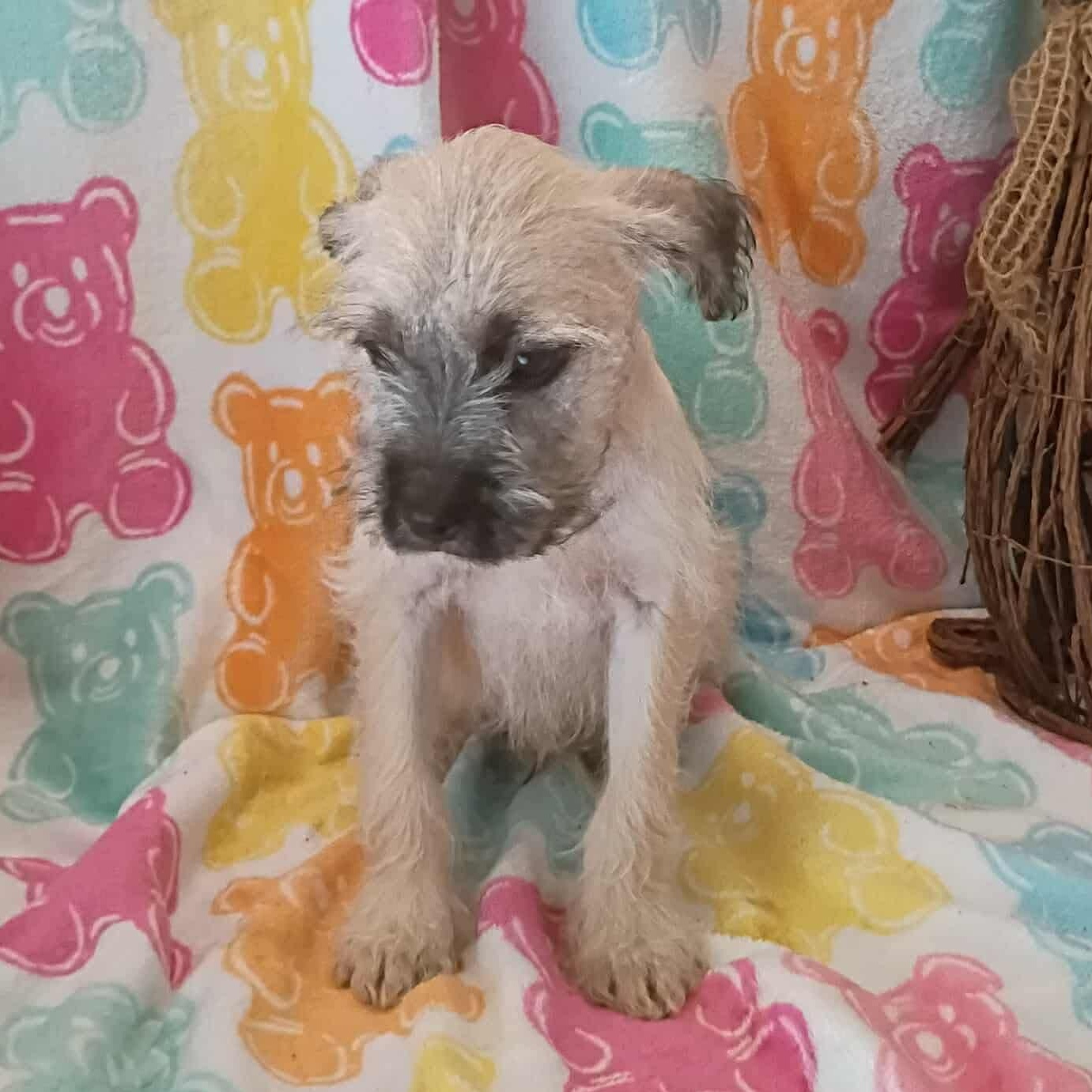 Enlarge Royal, a ADOPTABLE mixed breed in Windsor, ON image 2/6