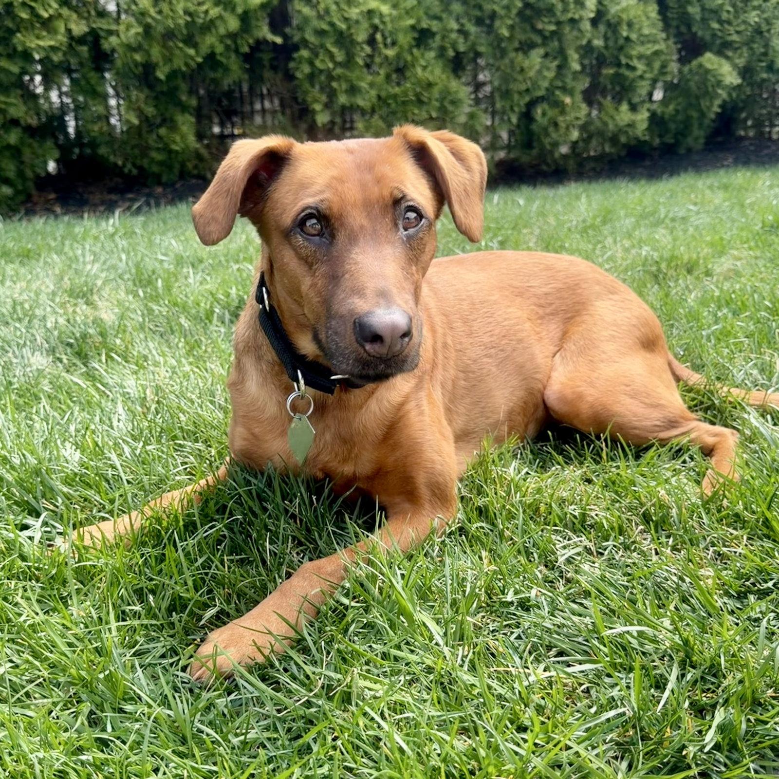 Enlarge Sugar - The Sweetest, a Adoptable mixed breed in Oakhurst, NJ image 1/3