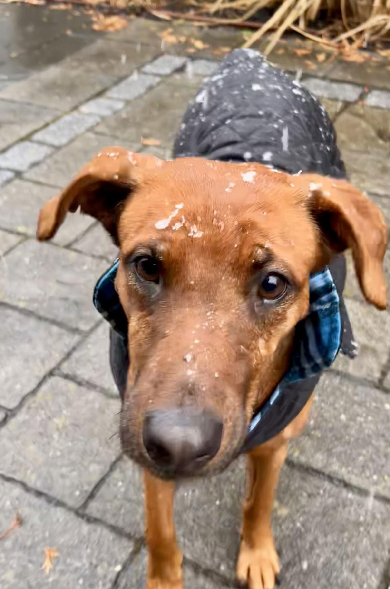 Sugar - The Sweetest ❤️