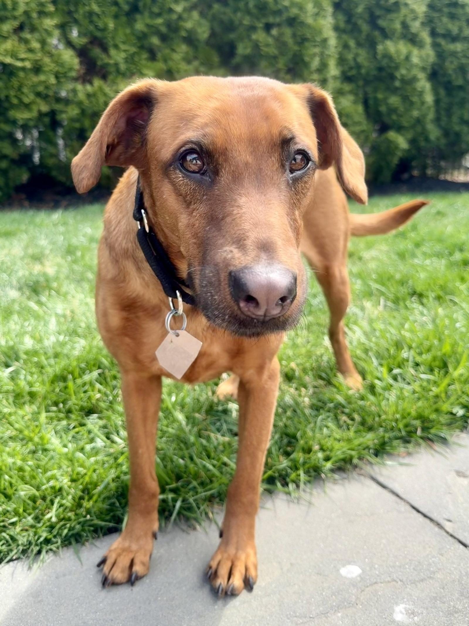 Enlarge Sugar - The Sweetest, a Adoptable mixed breed in Oakhurst, NJ image 2/3