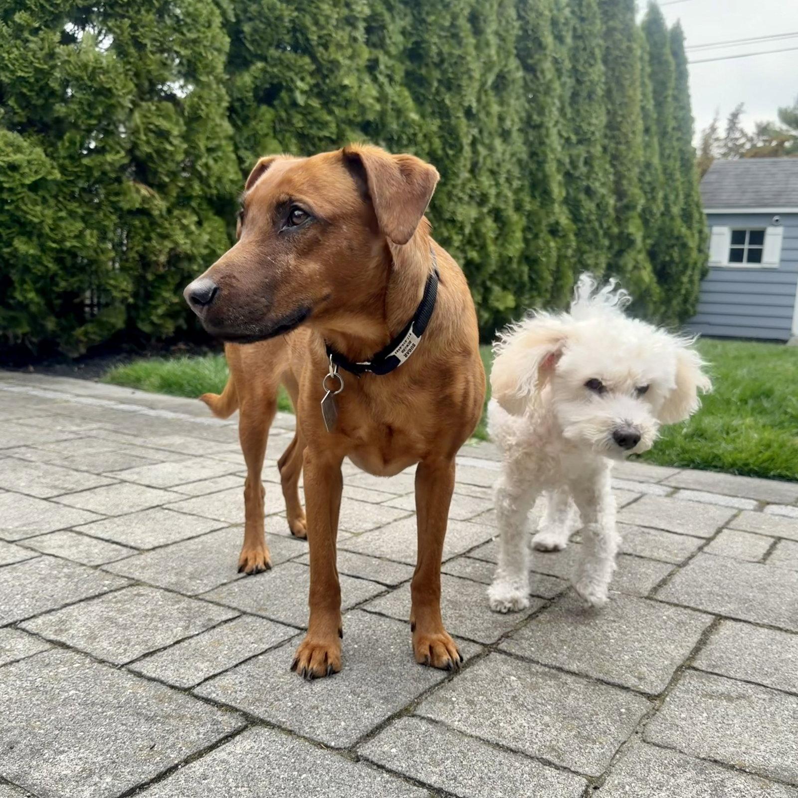 Enlarge Sugar - The Sweetest, a Adoptable mixed breed in Oakhurst, NJ image 3/3