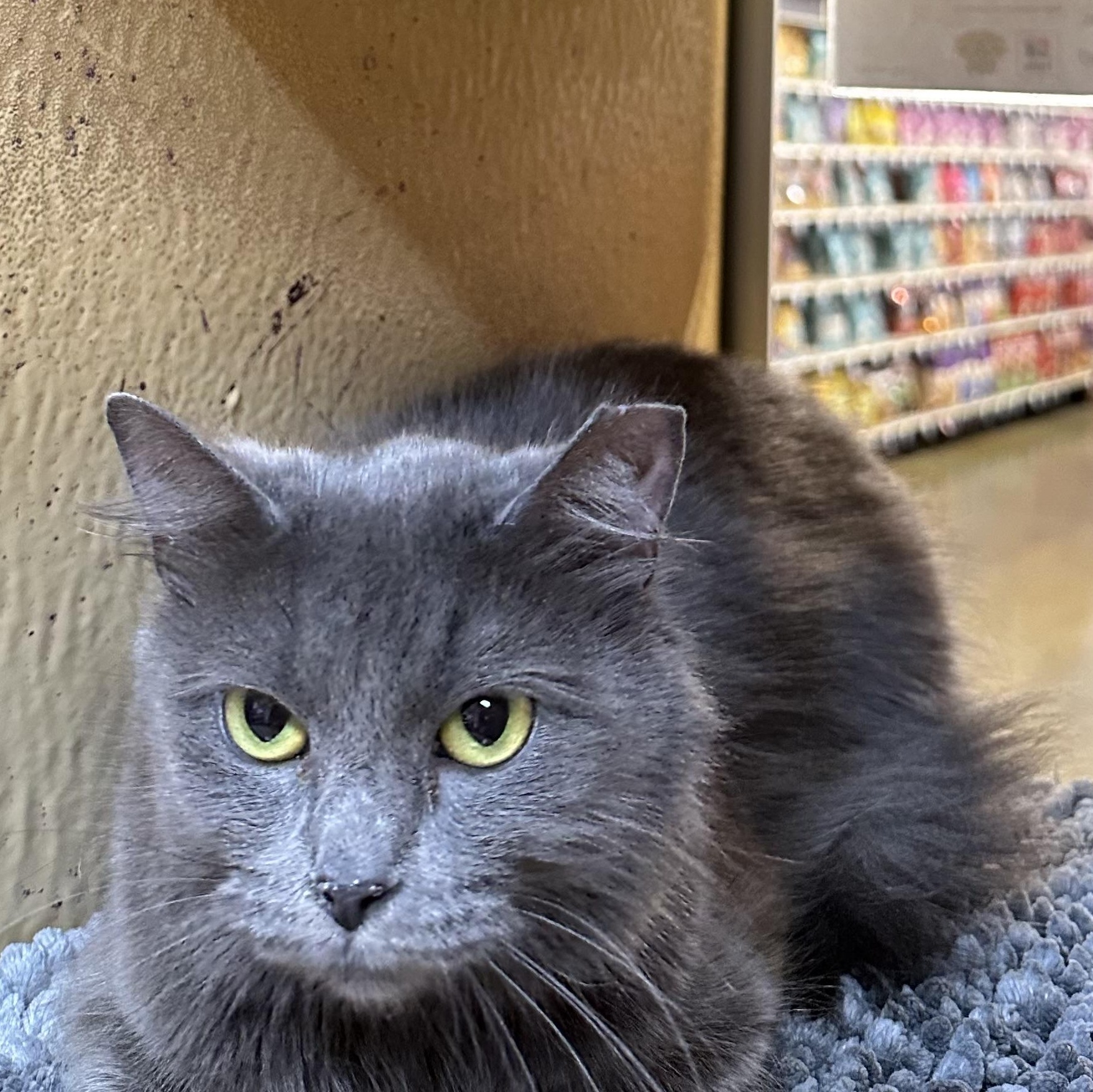 Diamond, Adopted, Adult Female Russian Blue & Nebelung.