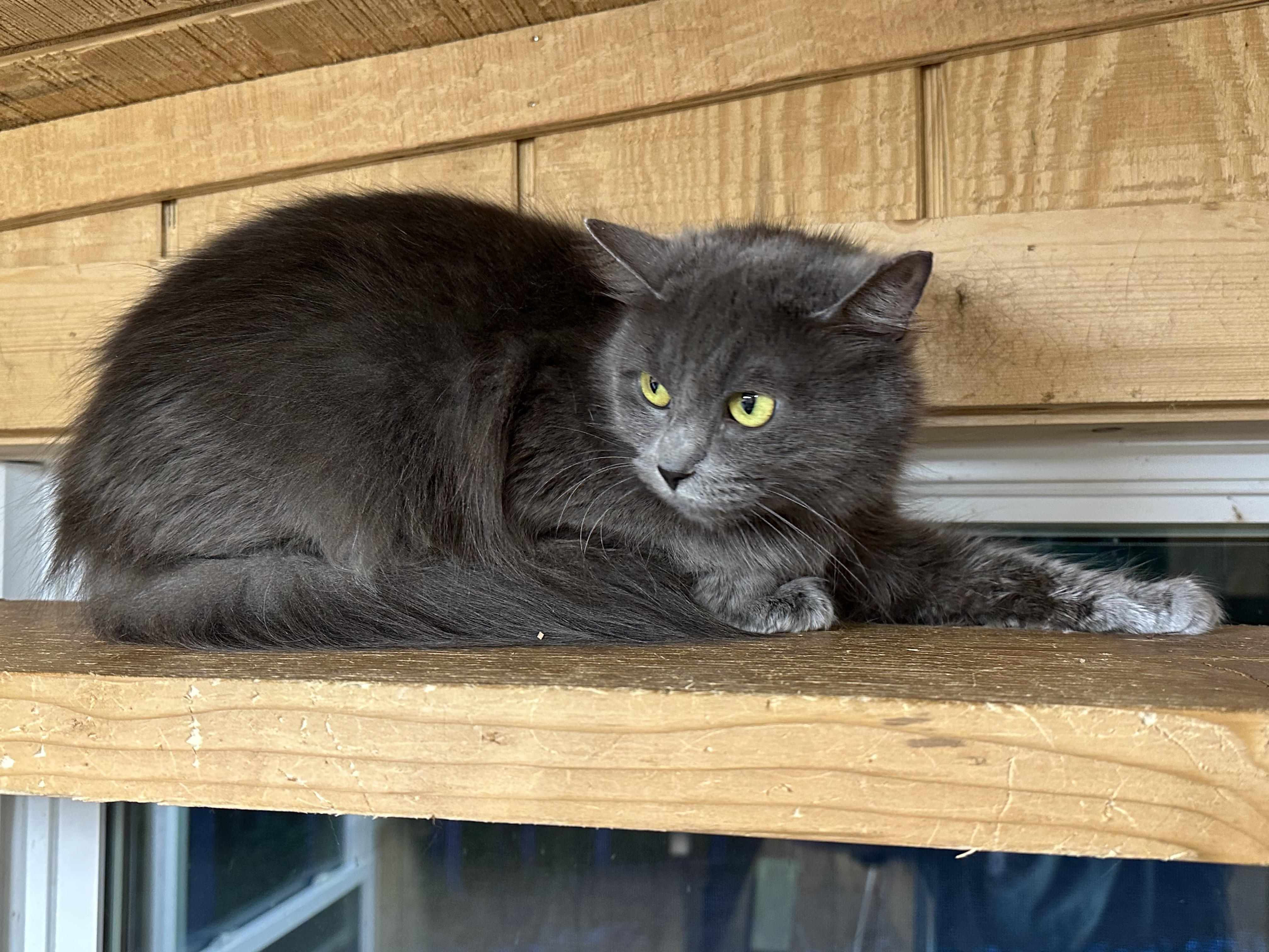 Enlarge Diamond, a Adopted mixed breed in Marion, NC image 3/3
