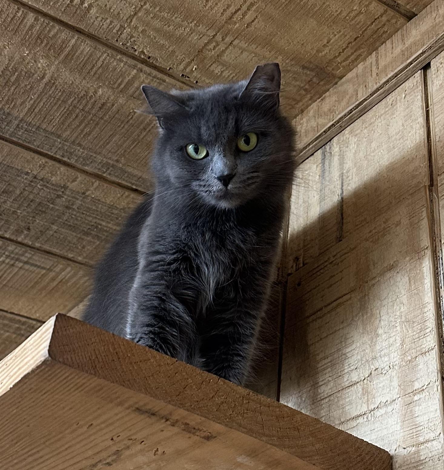 Enlarge Diamond, a Adopted mixed breed in Marion, NC image 2/3