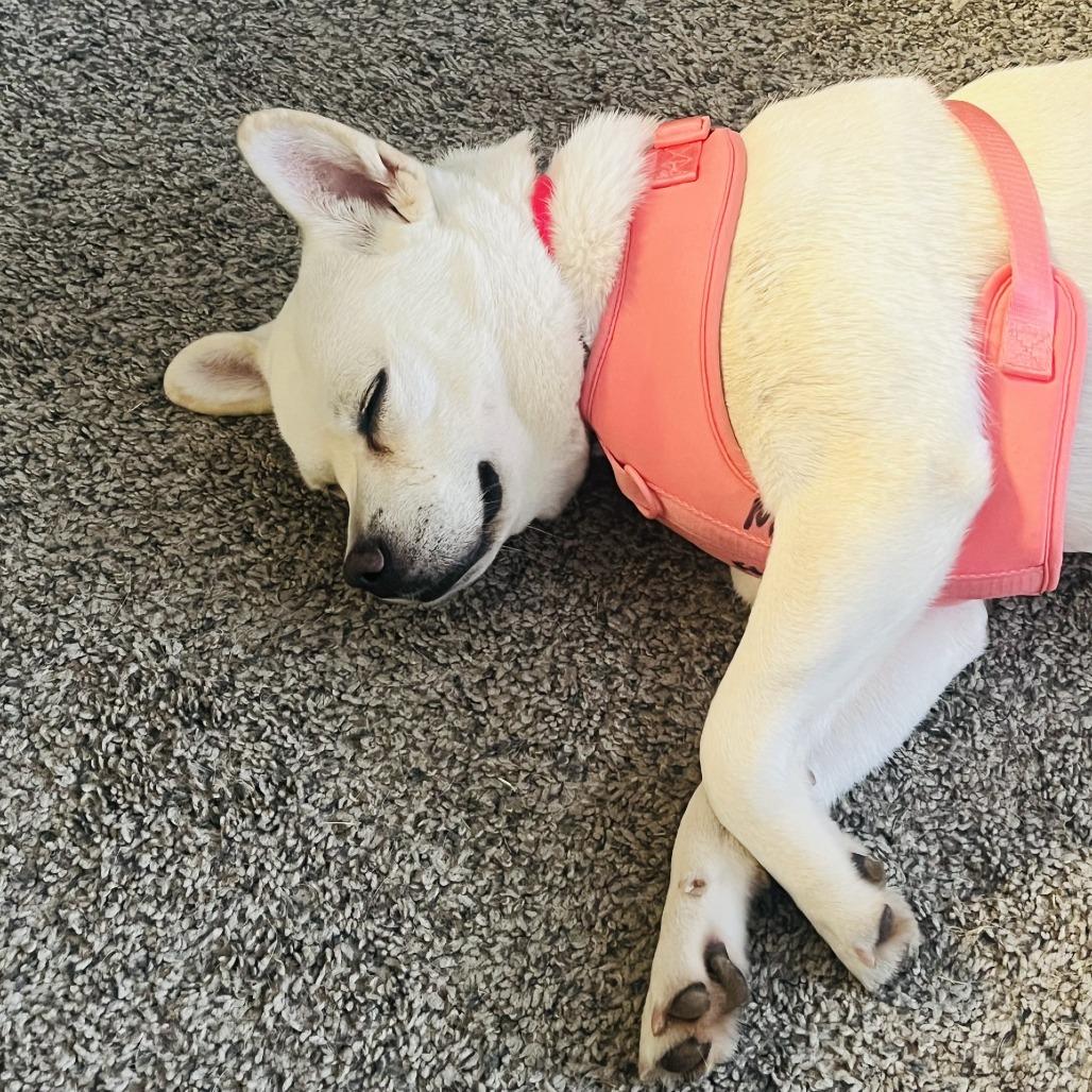 Enlarge Glenda Mae, a Adoptable Mixed Breed in Gainesville, GA image 1/6