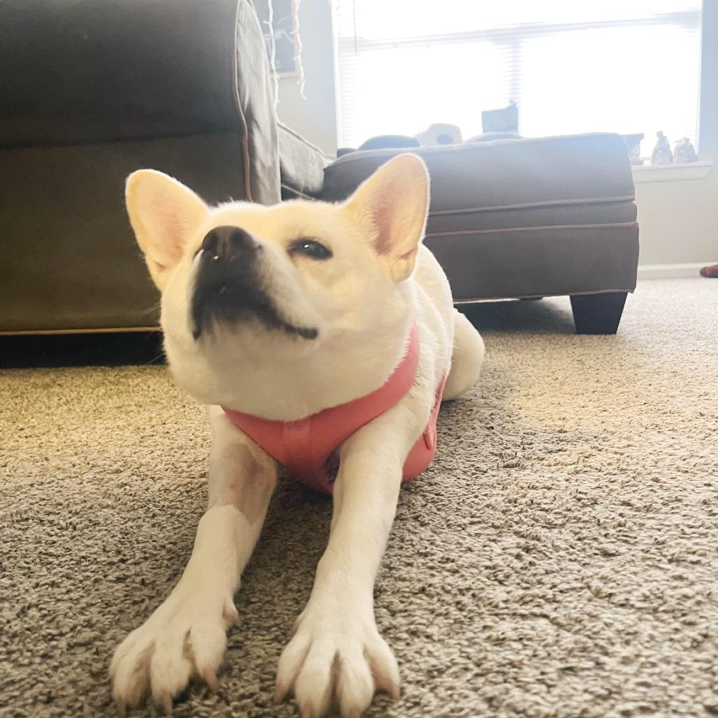 Enlarge Glenda Mae, a Adoptable Mixed Breed in Gainesville, GA image 2/6