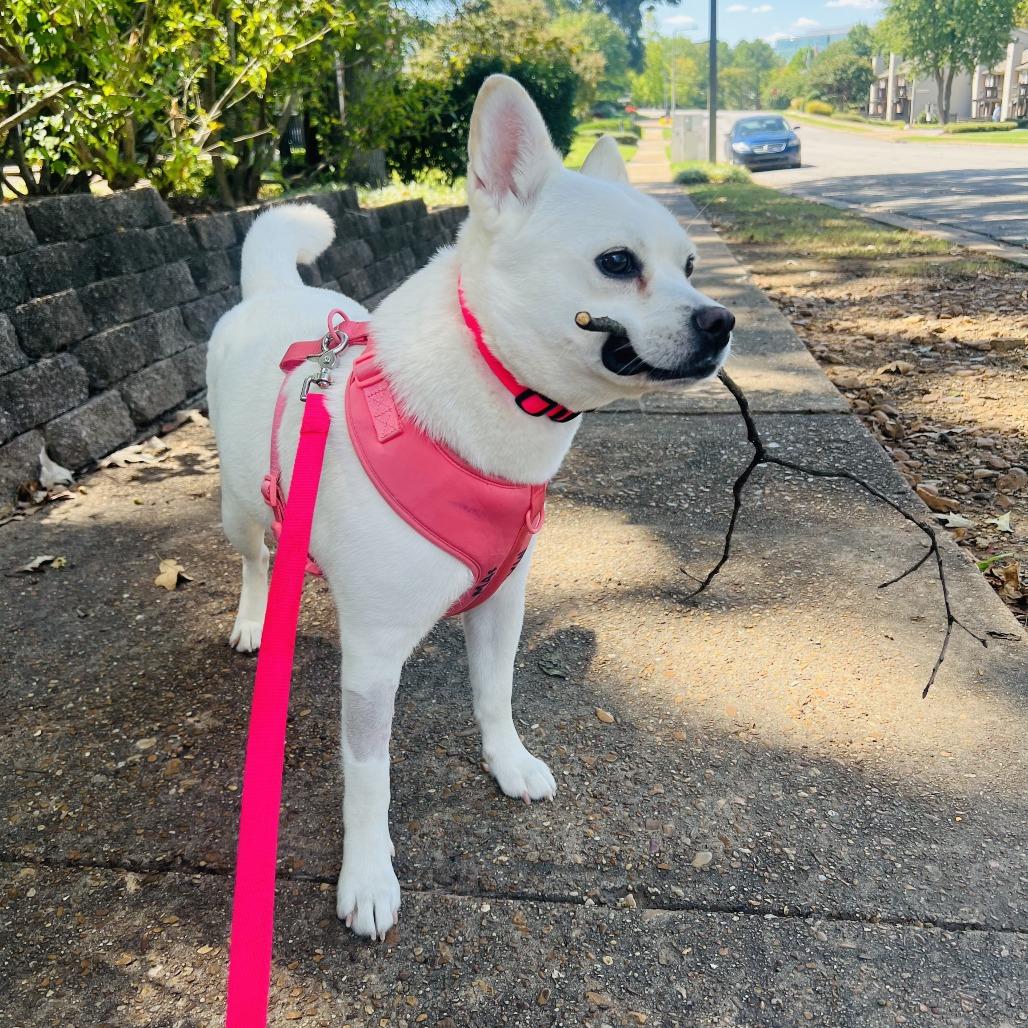 Enlarge Glenda Mae, a Adoptable Mixed Breed in Gainesville, GA image 3/6