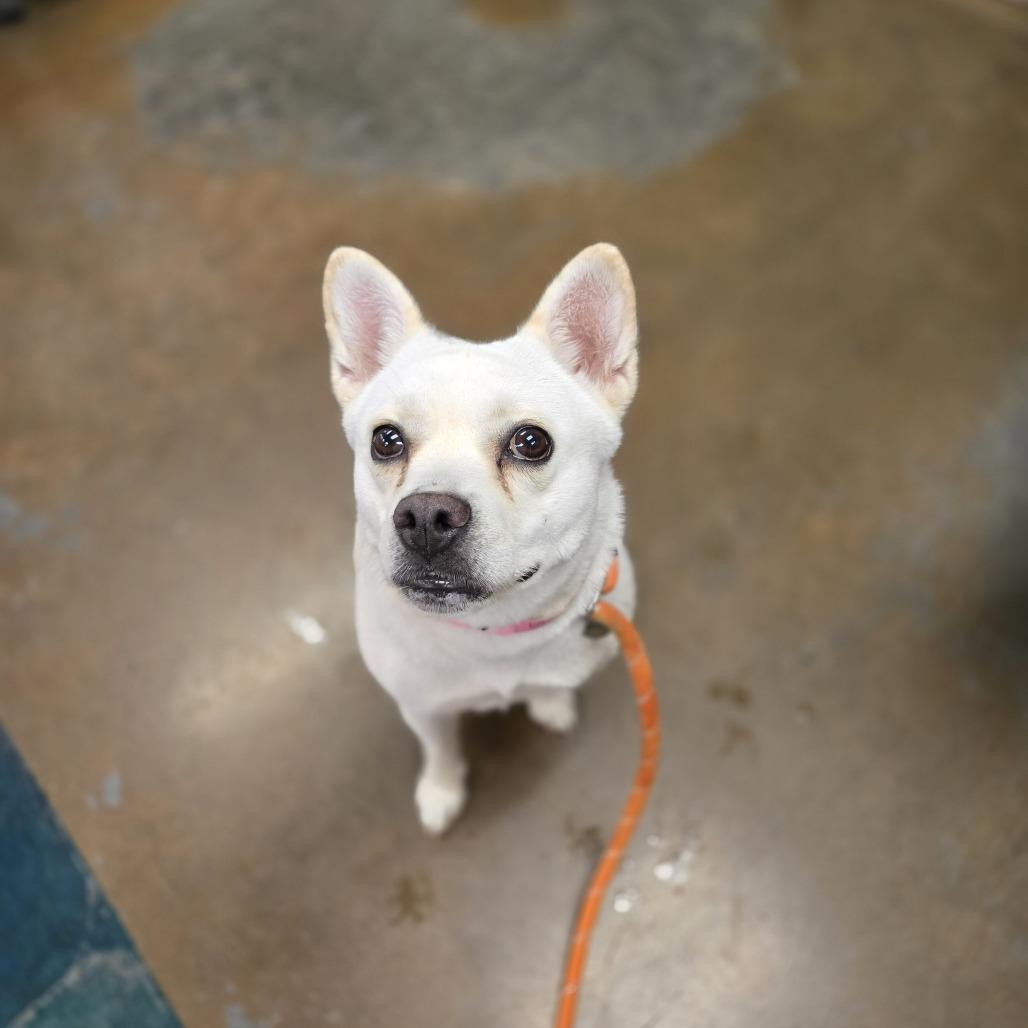 Enlarge Glenda Mae, a Adoptable Mixed Breed in Gainesville, GA image 4/6