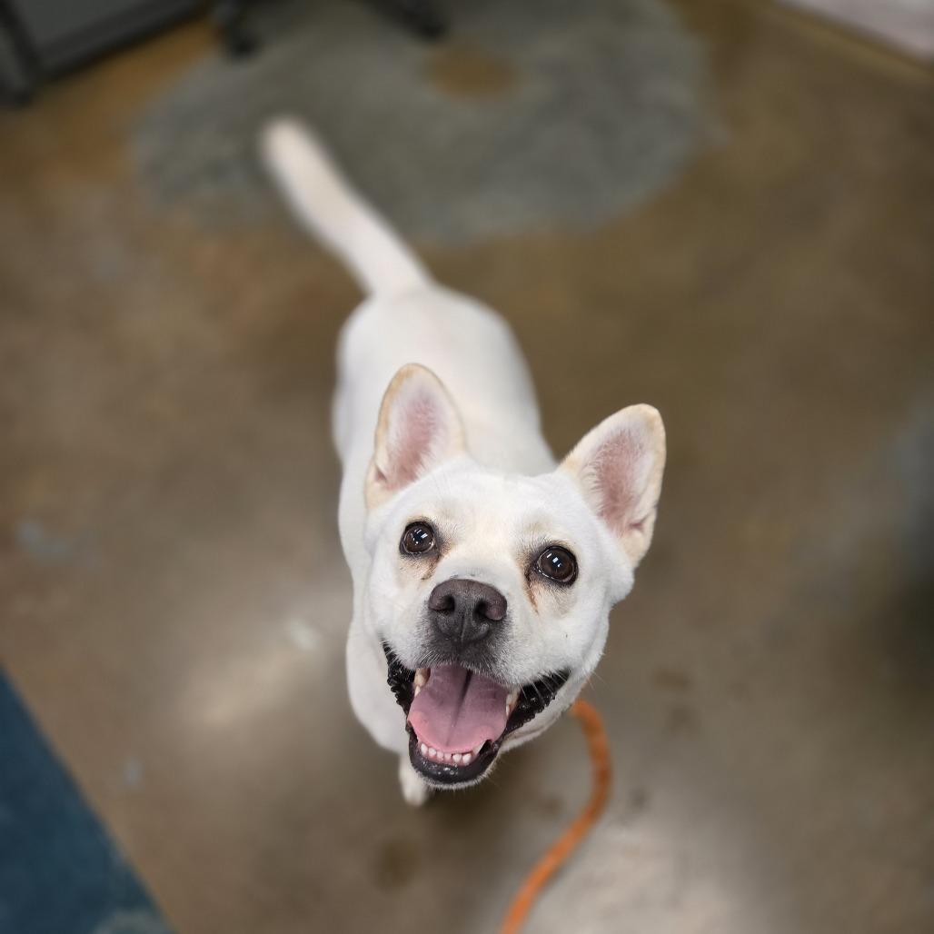 Enlarge Glenda Mae, a Adoptable Mixed Breed in Gainesville, GA image 5/6