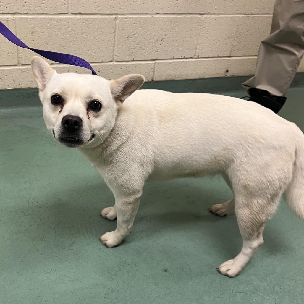 Enlarge Glenda Mae, a Adoptable Mixed Breed in Gainesville, GA image 6/6