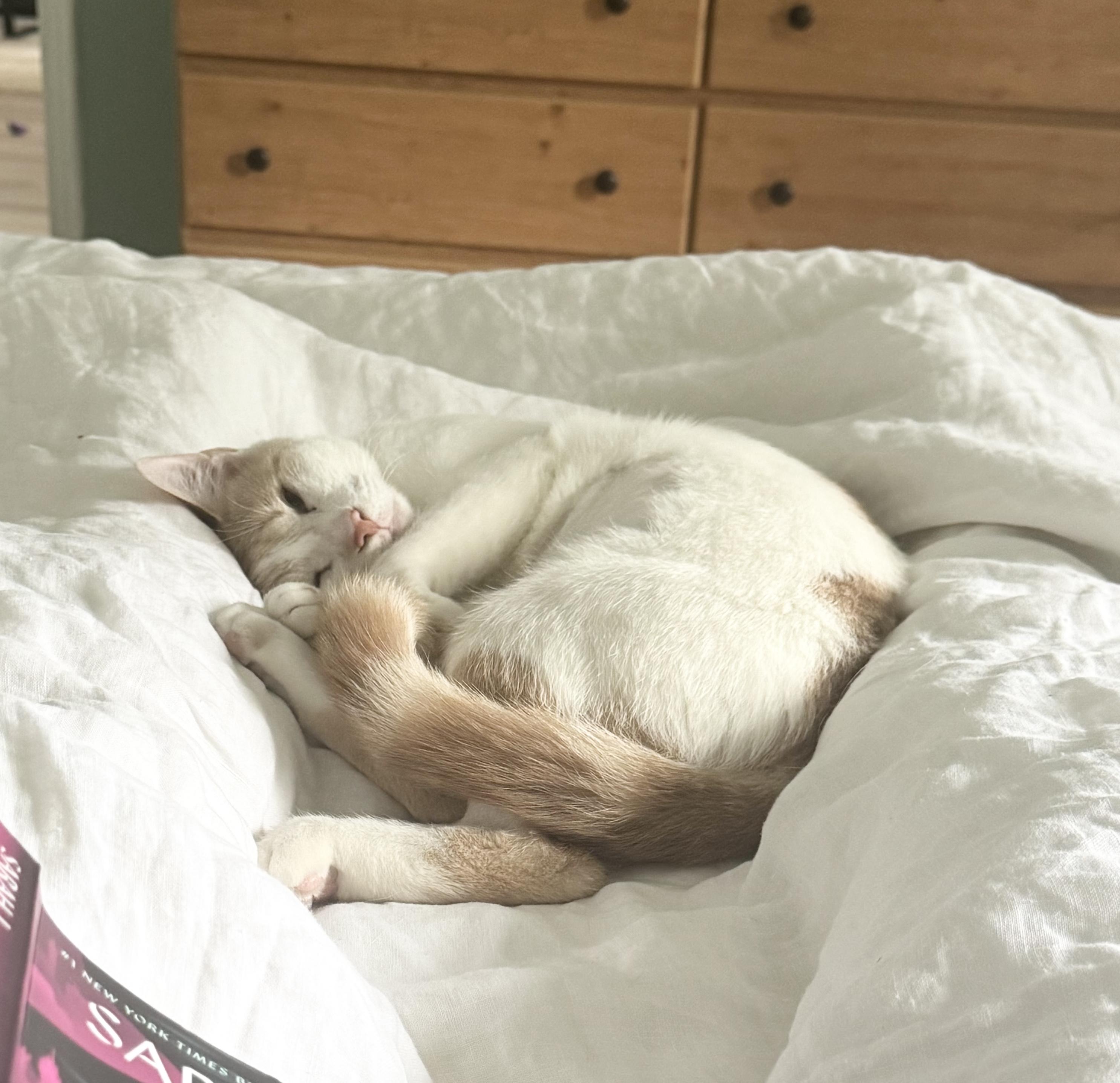 Snow, a Adoptable mixed breed in New York, NY image 5/6