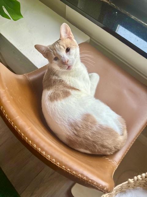 Snow, a Adoptable mixed breed in New York, NY image 4/6