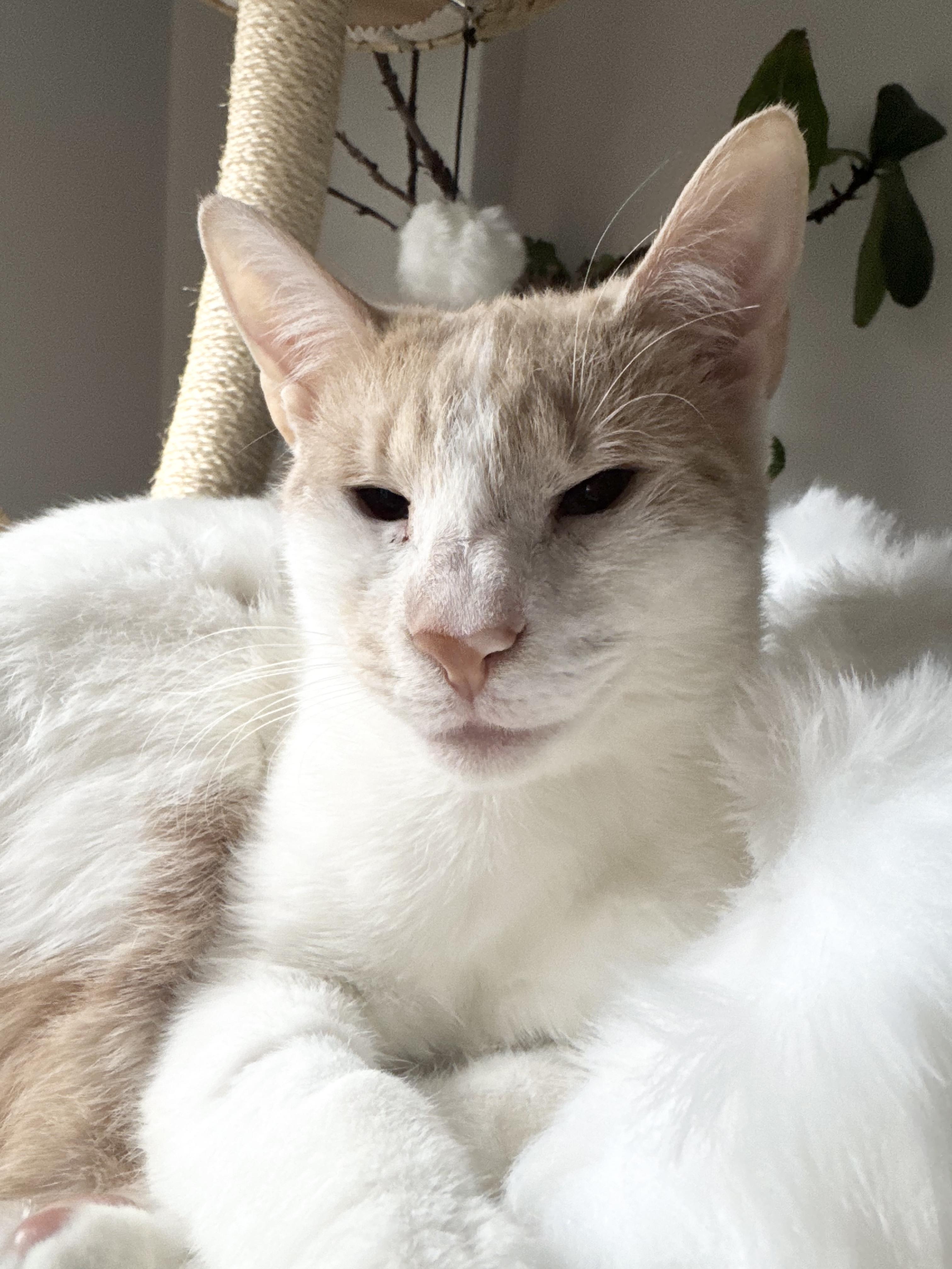 Snow, Adoptable, Young Female Domestic Short Hair & Siamese.