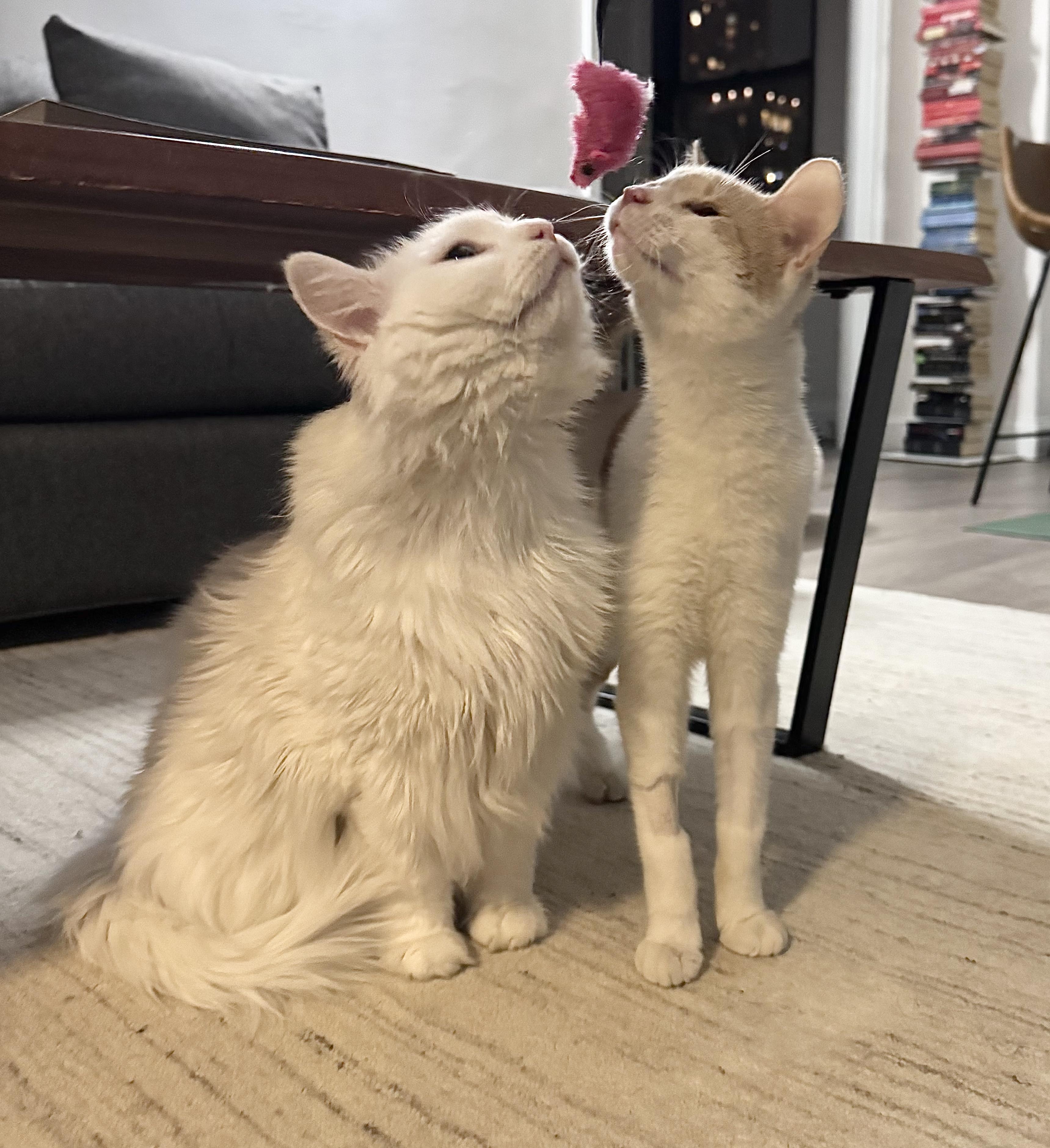 Snow, a Adoptable mixed breed in New York, NY image 2/6