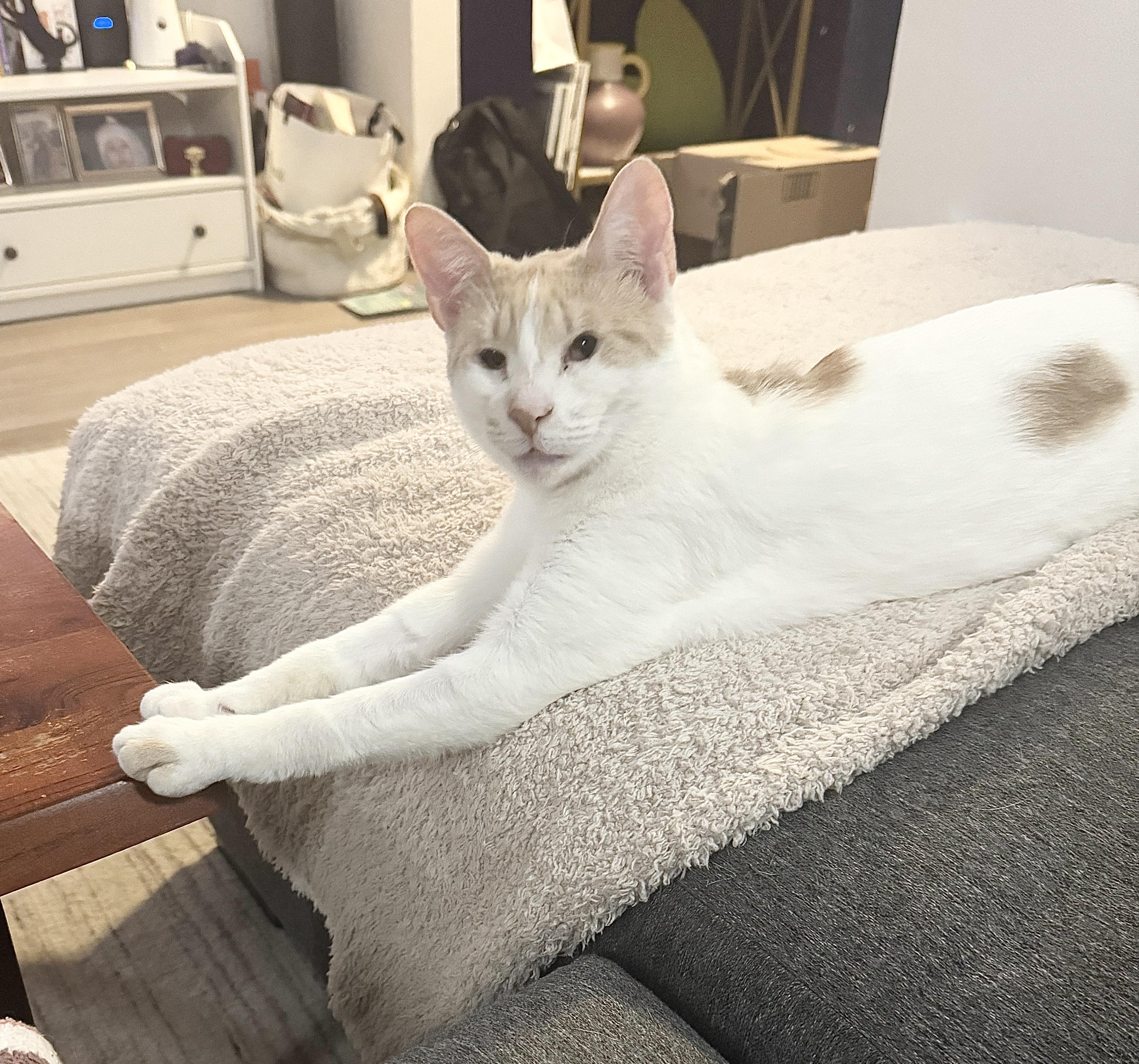 Snow, a Adoptable mixed breed in New York, NY image 6/6