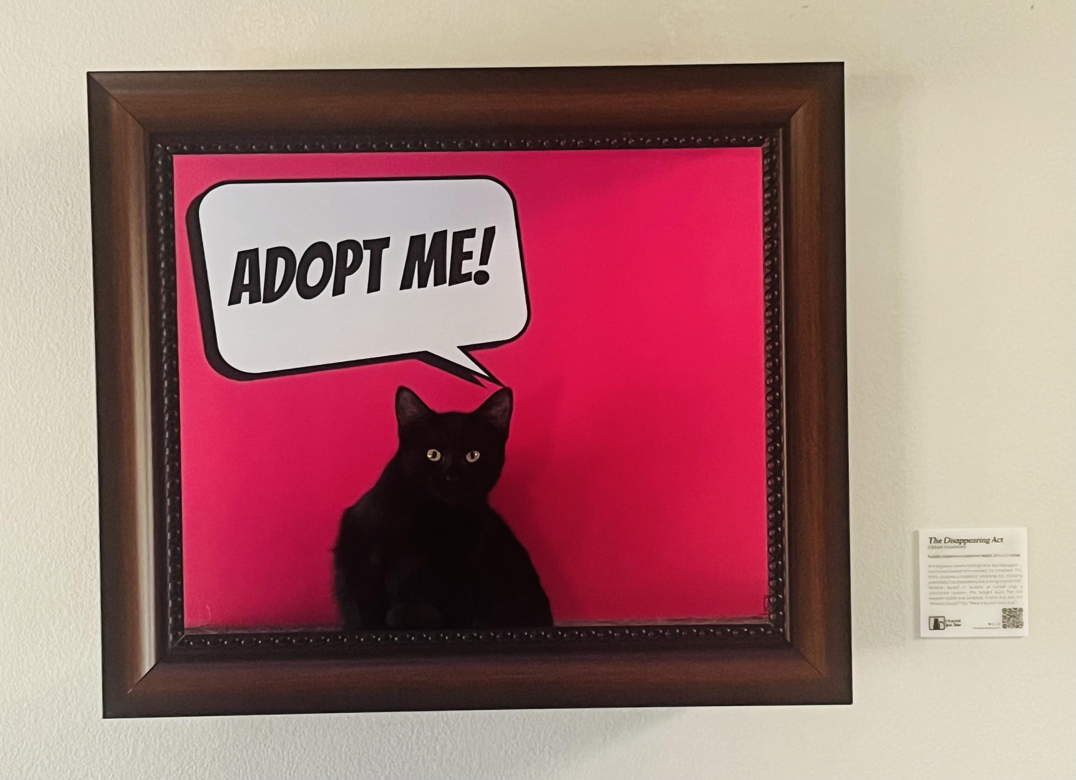 Marlie (F), Adoptable, Kitten Female Bombay.