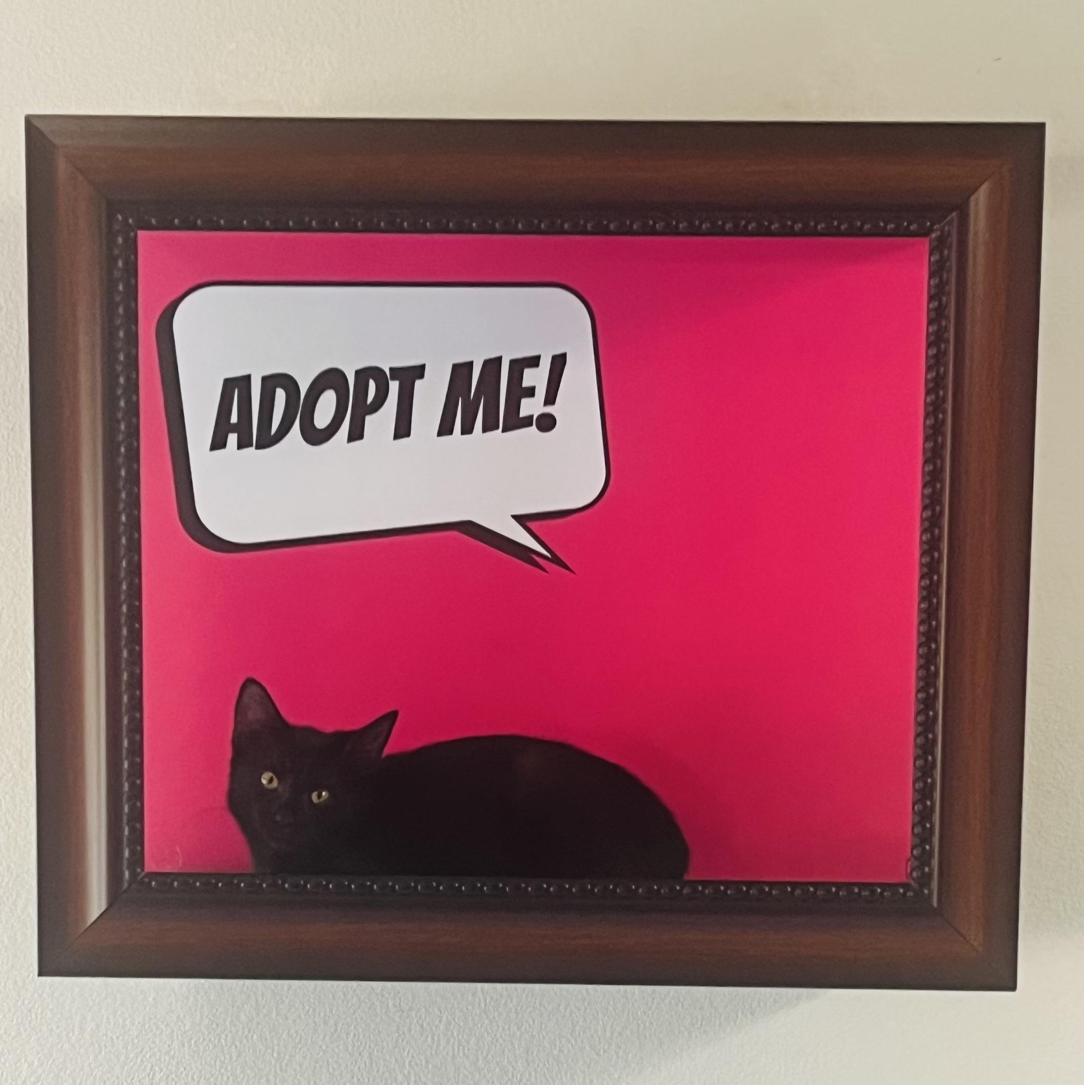 Enlarge Marlie (F), a Adoptable Bombay in Santa Clarita, CA image 2/2