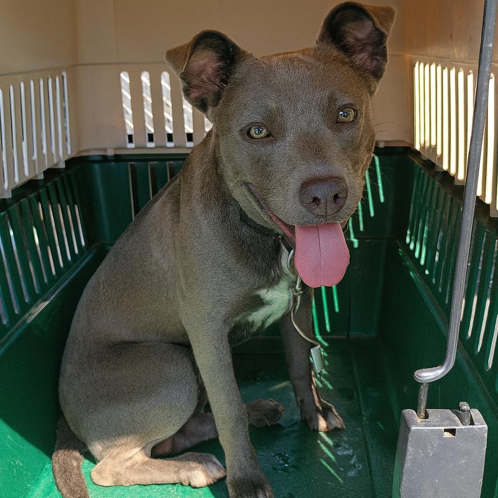 Rocky D45731, Adoptable, Adult Male Pit Bull Terrier.