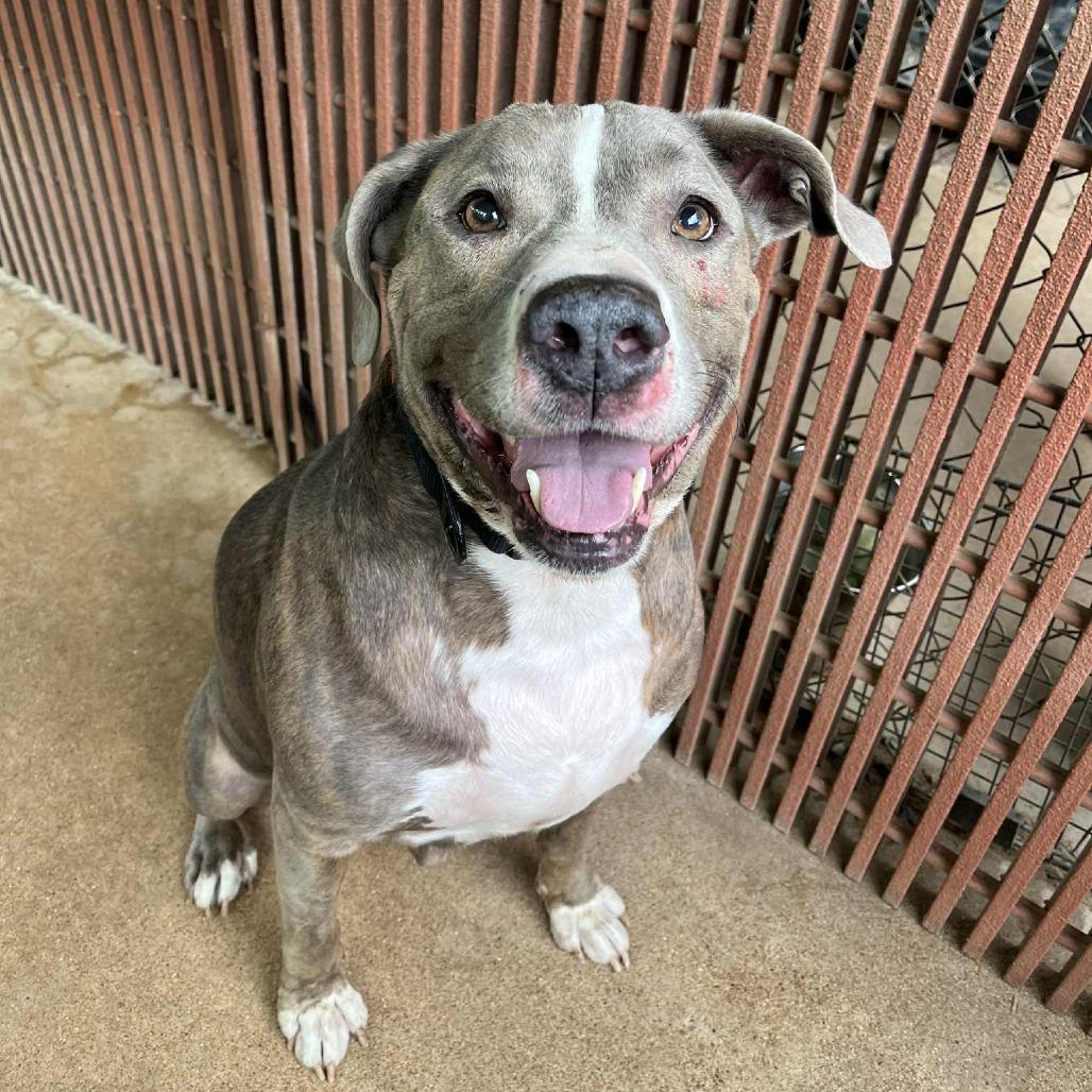 Ruger, a Adoptable mixed breed in Stephenville, TX image 1/2