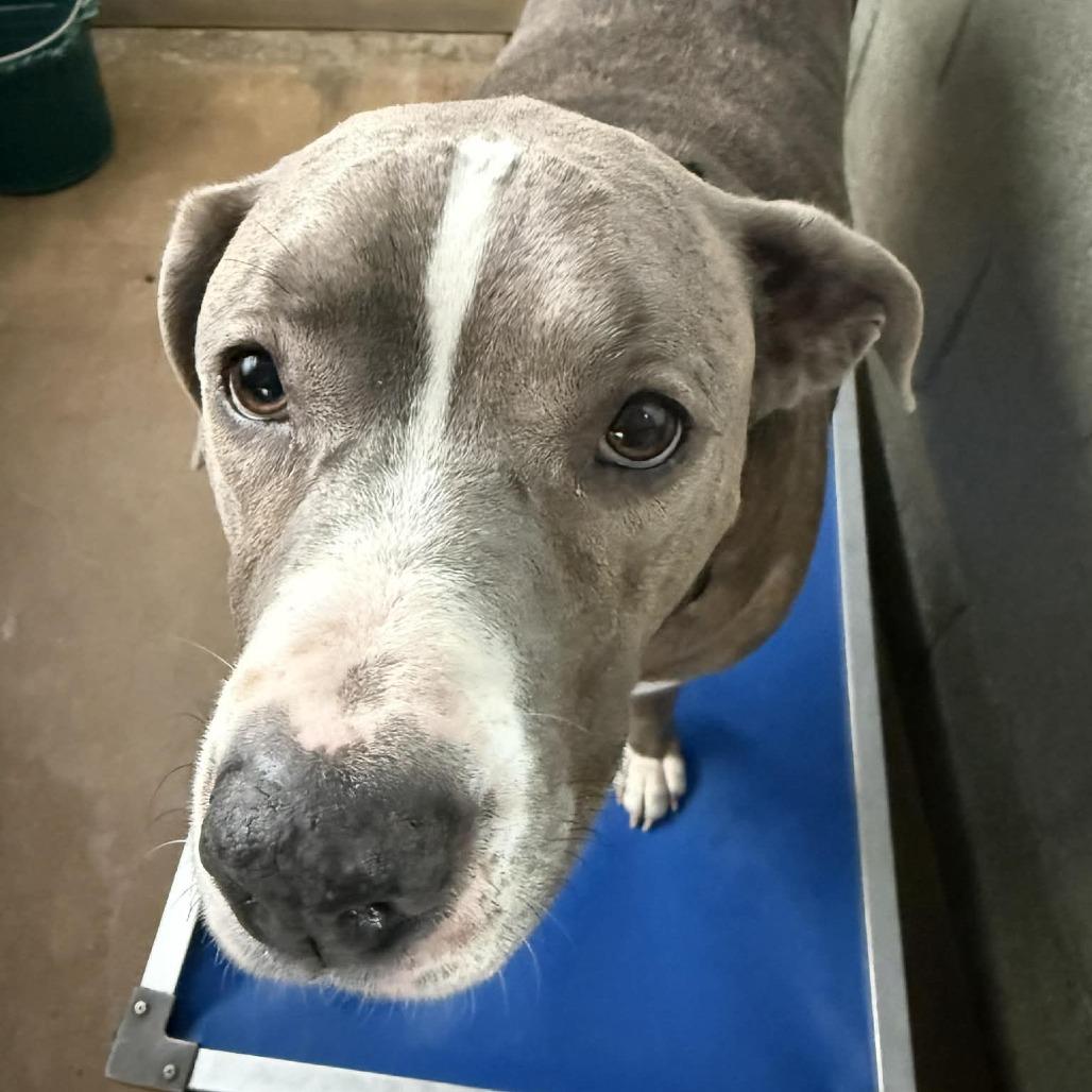 Ruger, a Adoptable mixed breed in Stephenville, TX image 2/2