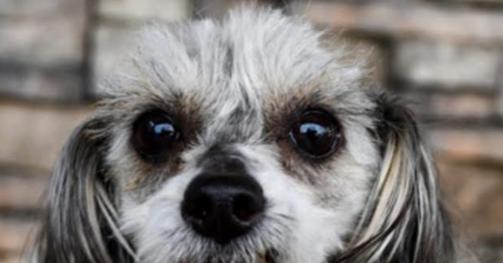 Capri, Adoptable, Adult Female Maltese & Shih Tzu.