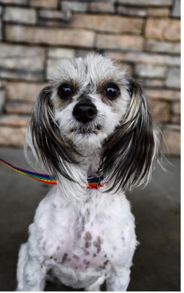 Capri, a Adoptable mixed breed in Bellingham, WA image 3/4